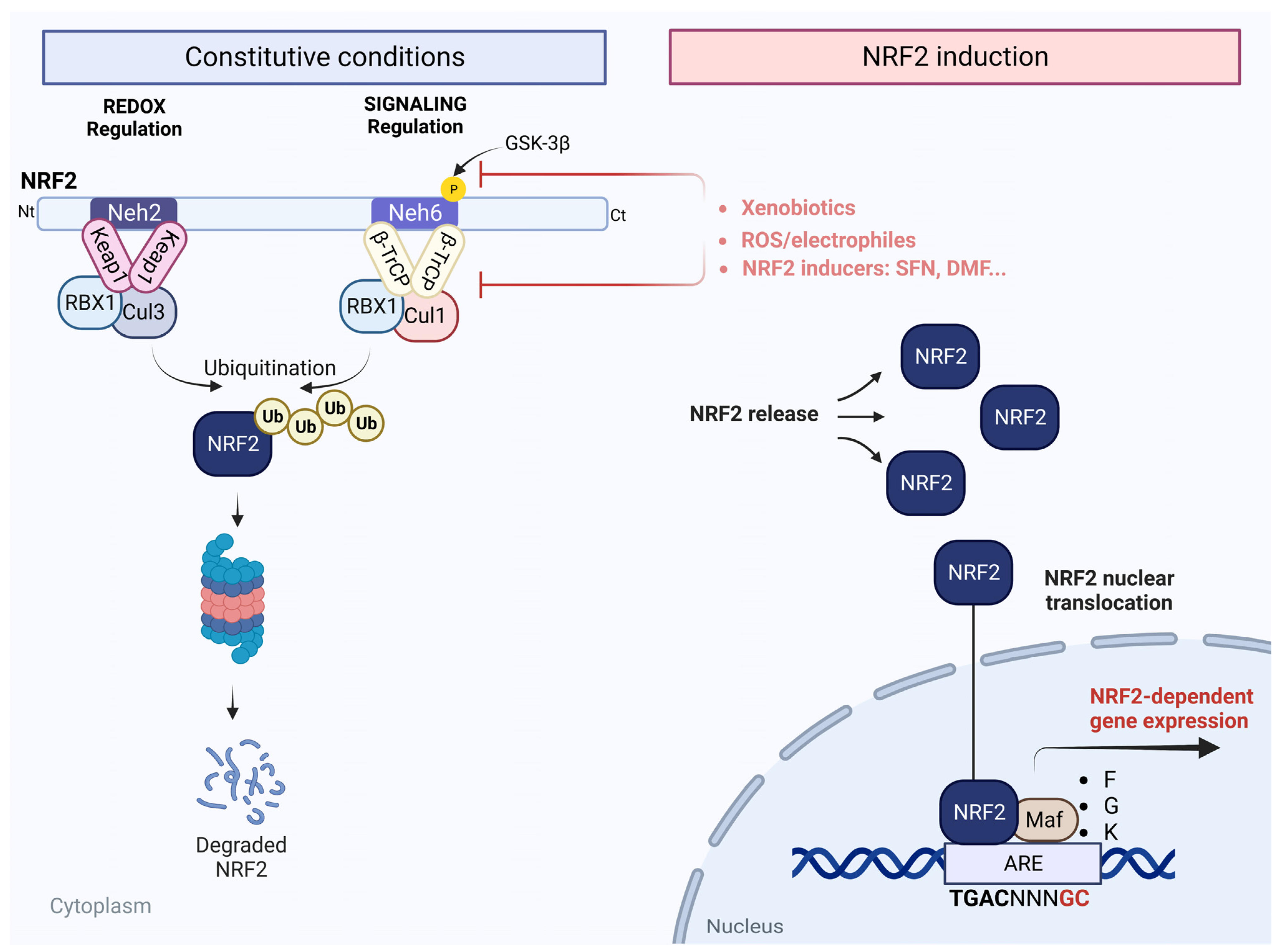 Antioxidants 12 01564 g001