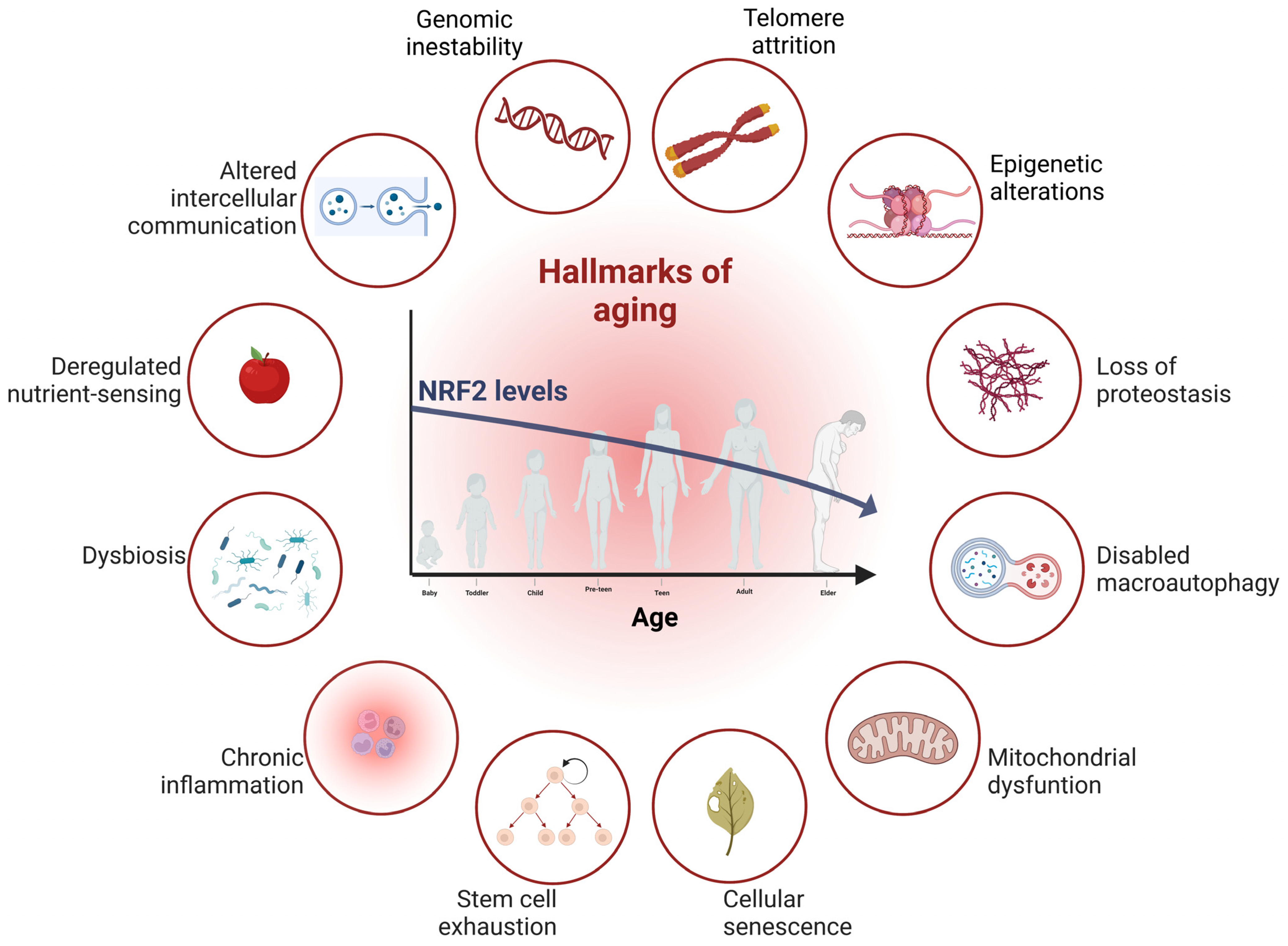 Antioxidants 12 01564 g002