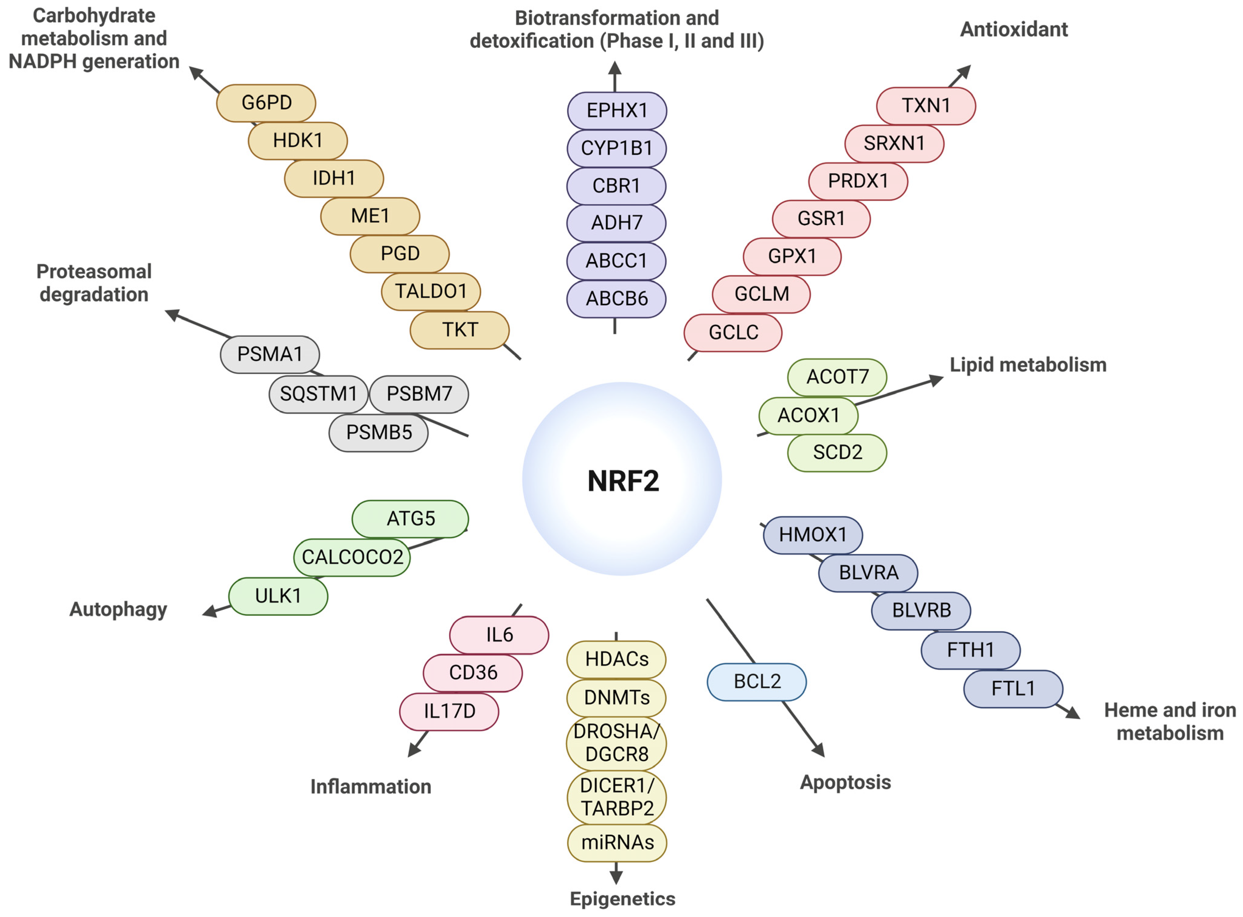 Antioxidants 12 01564 g003