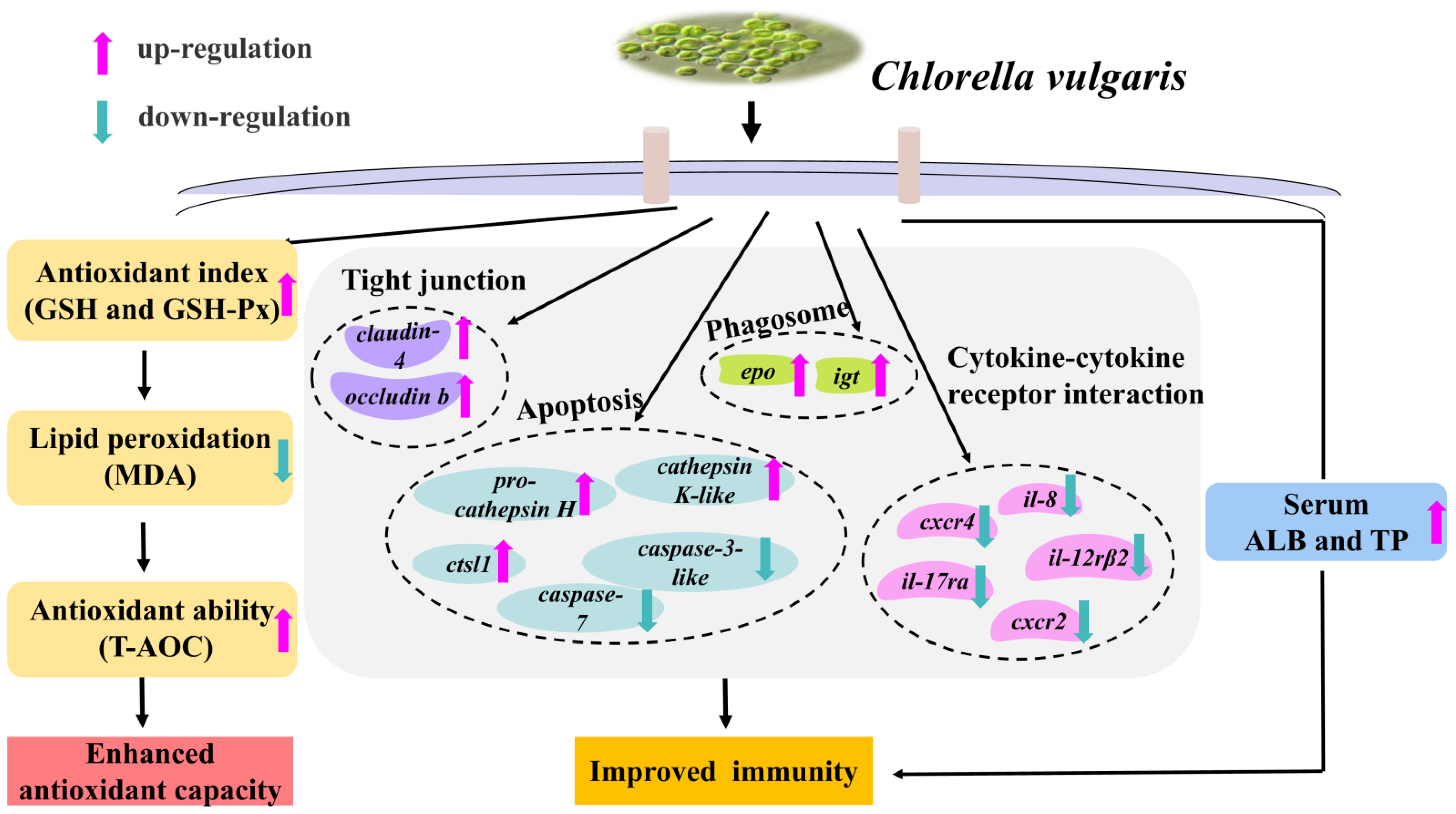 Antioxidants 12 01565 g006