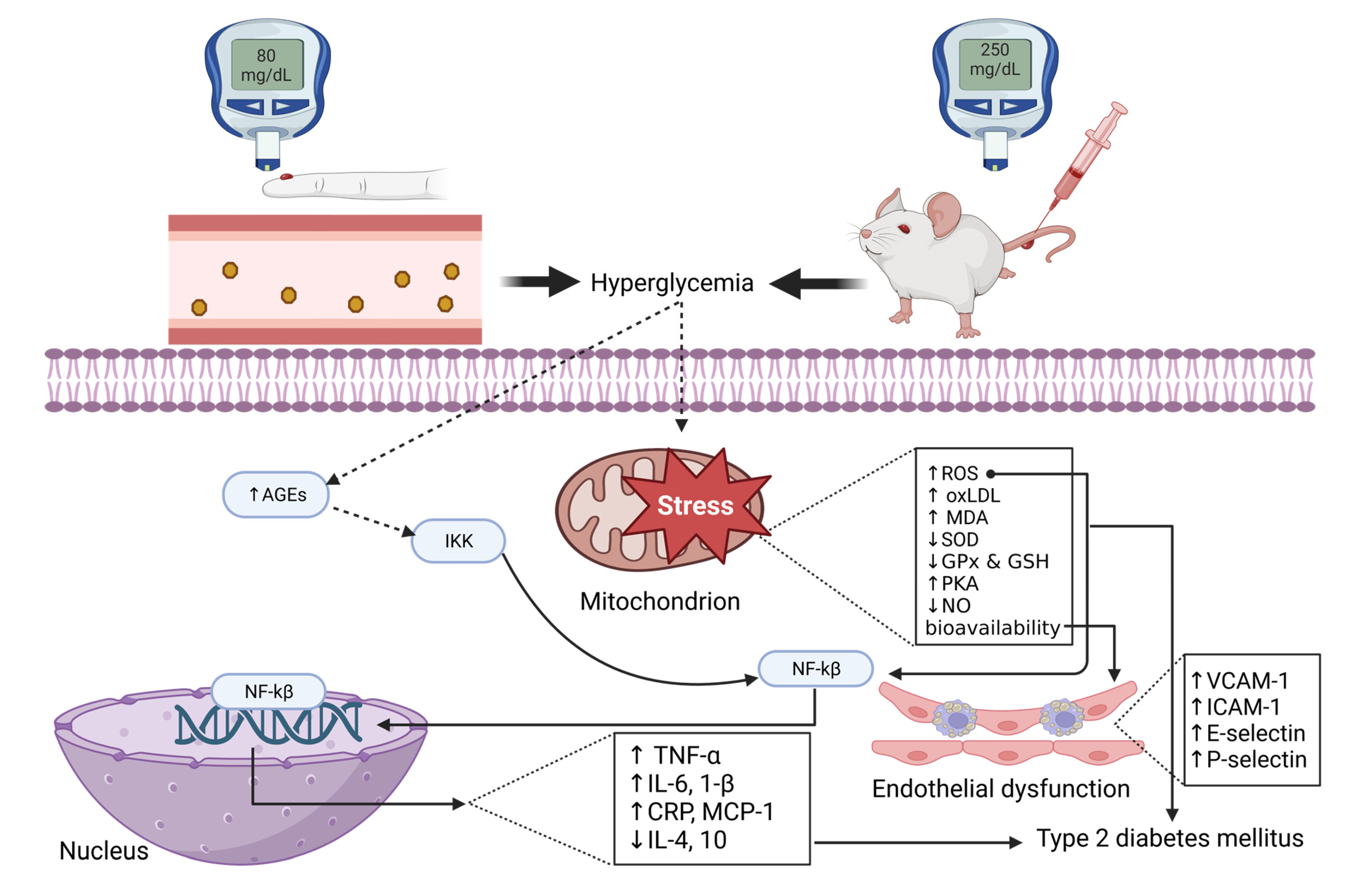 Antioxidants 12 01566 g001 Antioxidants 12 01566 g001