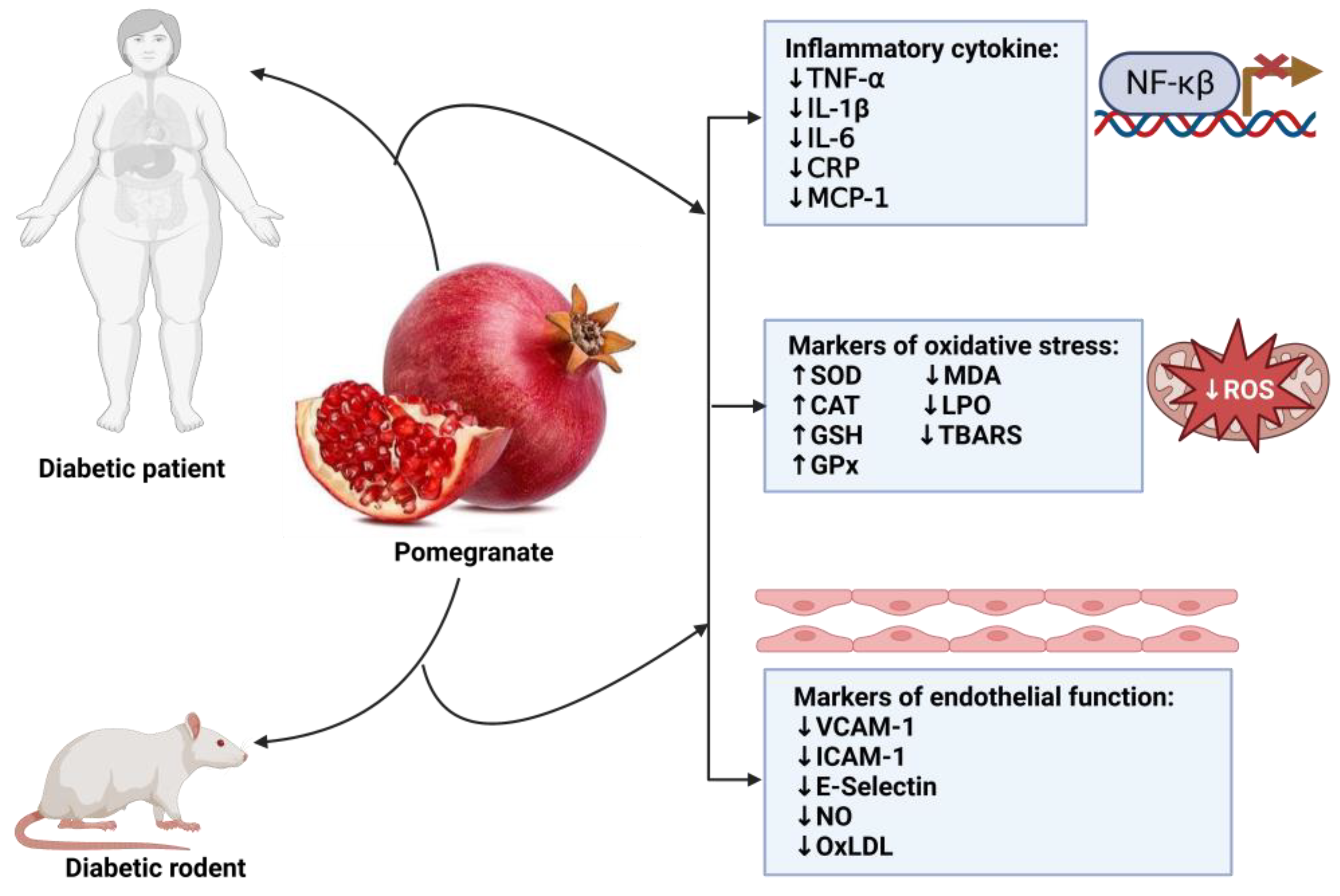 Antioxidants 12 01566 g004 Antioxidants 12 01566 g004
