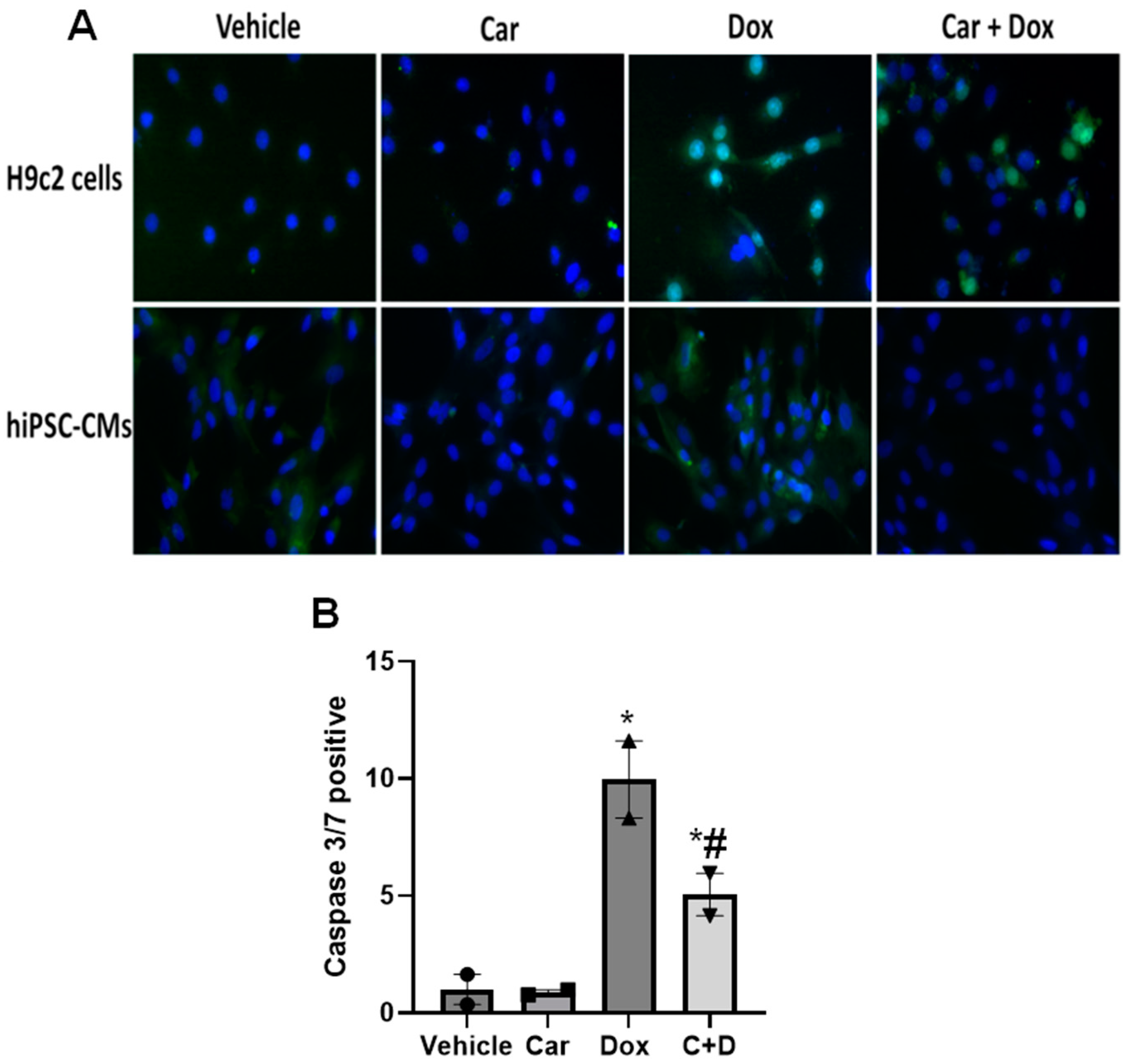 Antioxidants 12 01585 g002