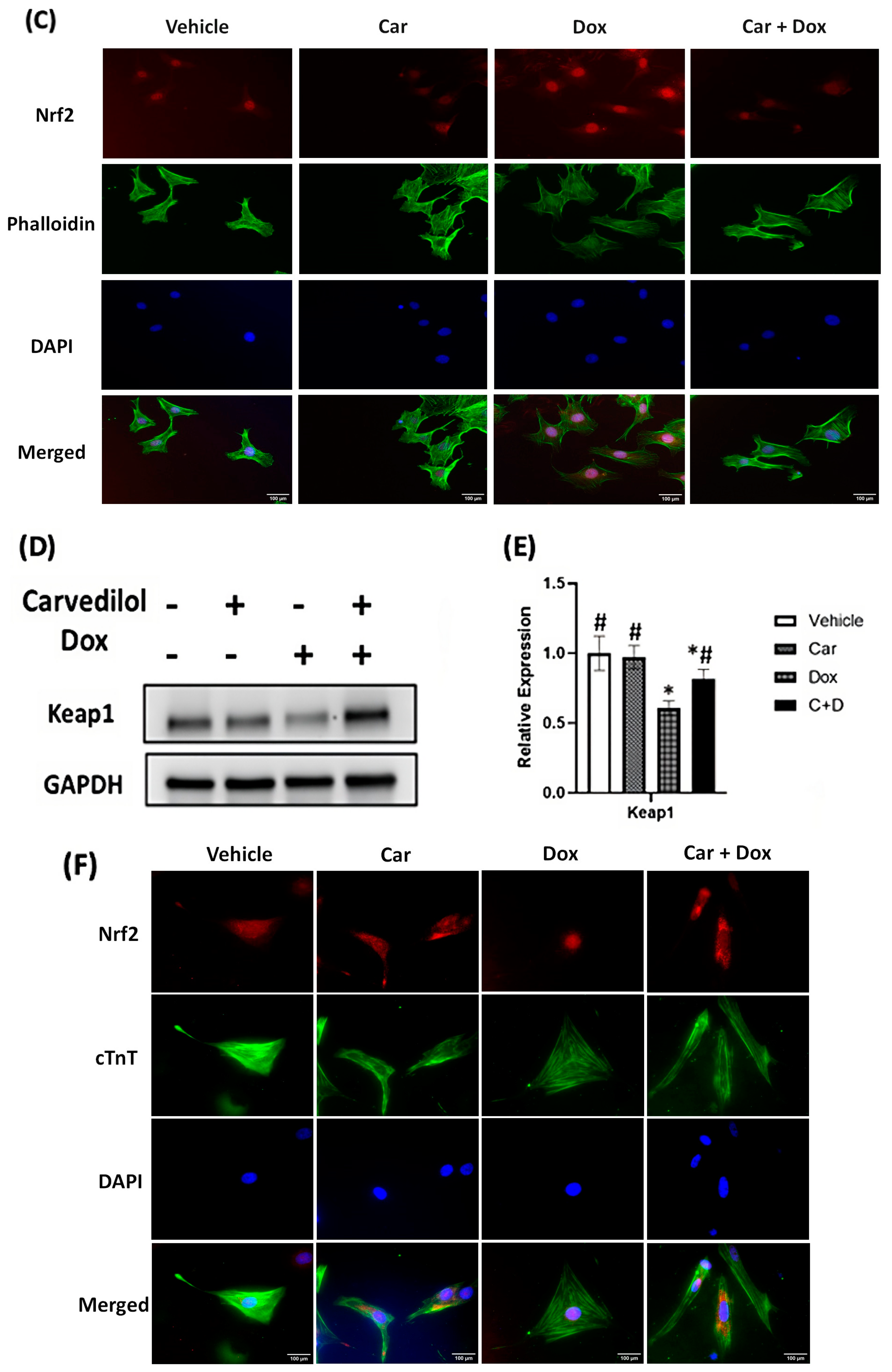 Antioxidants 12 01585 g004b