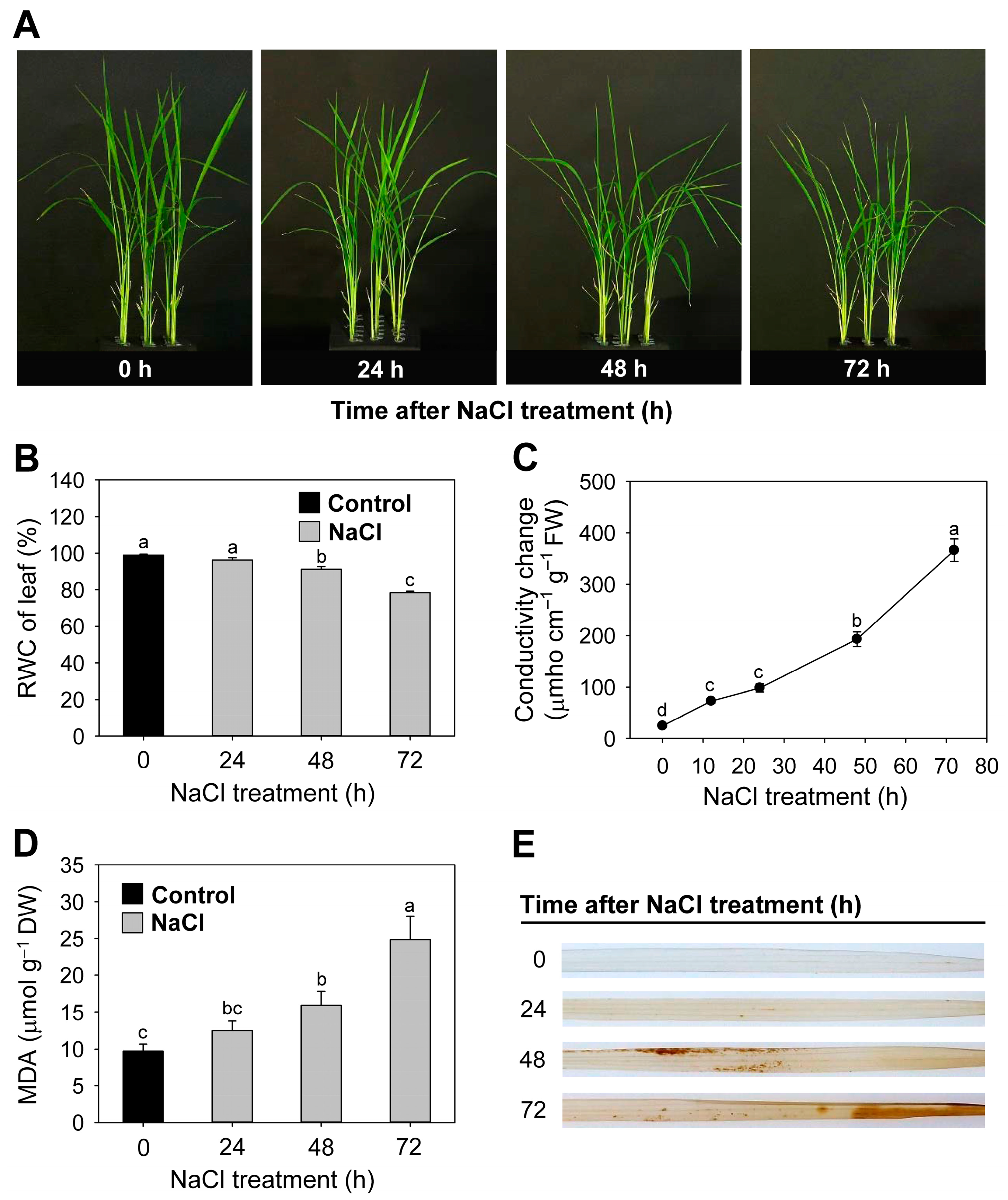 Antioxidants 12 01618 g001