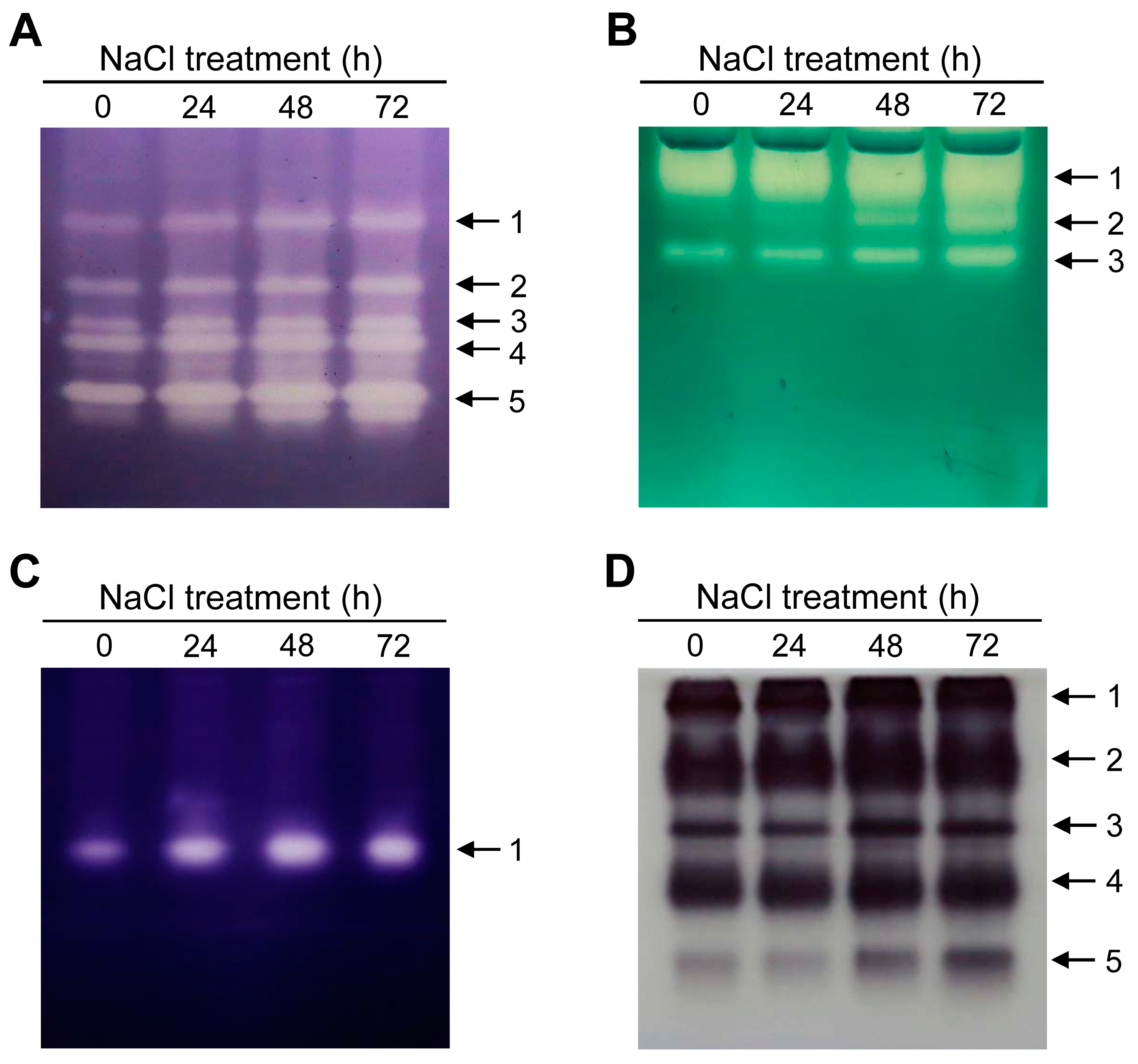 Antioxidants 12 01618 g007