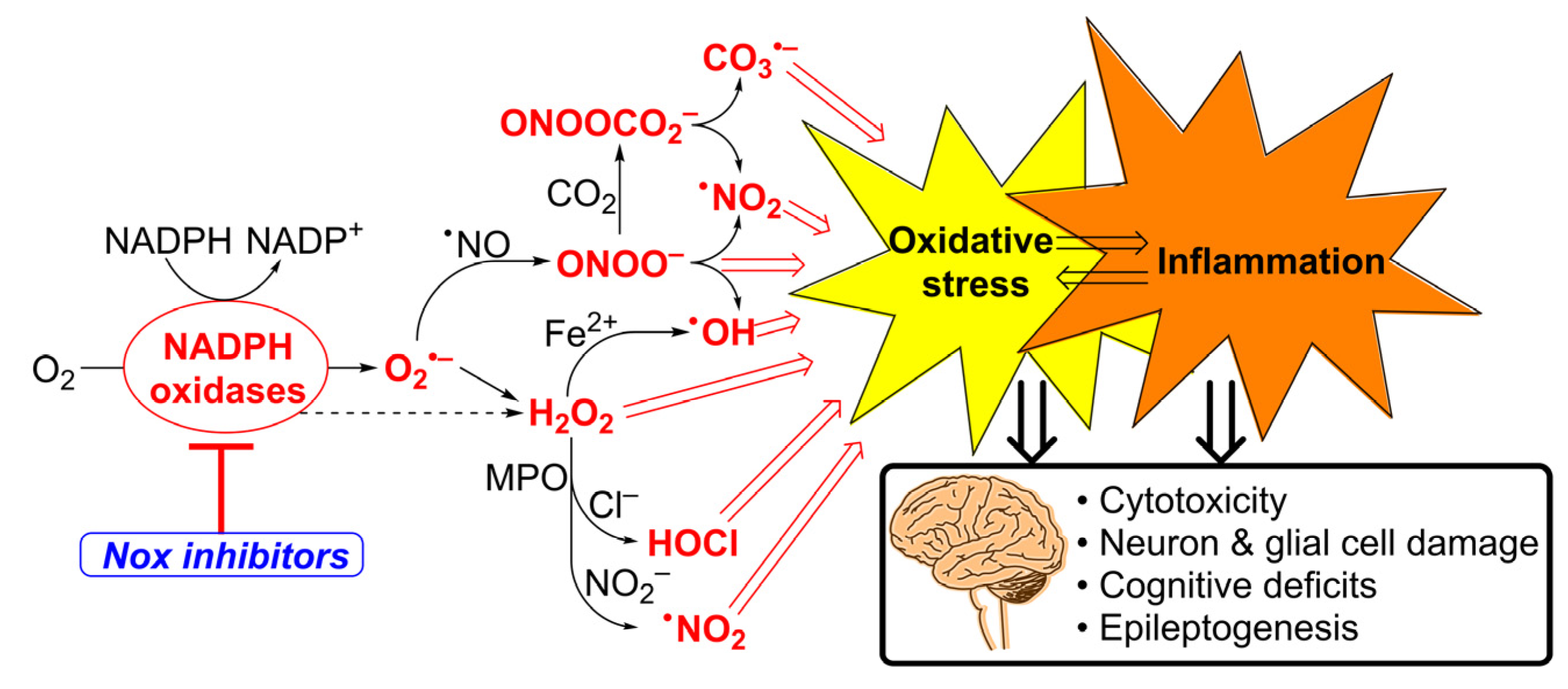 Antioxidants 12 01660 g001 Antioxidants 12 01660 g001