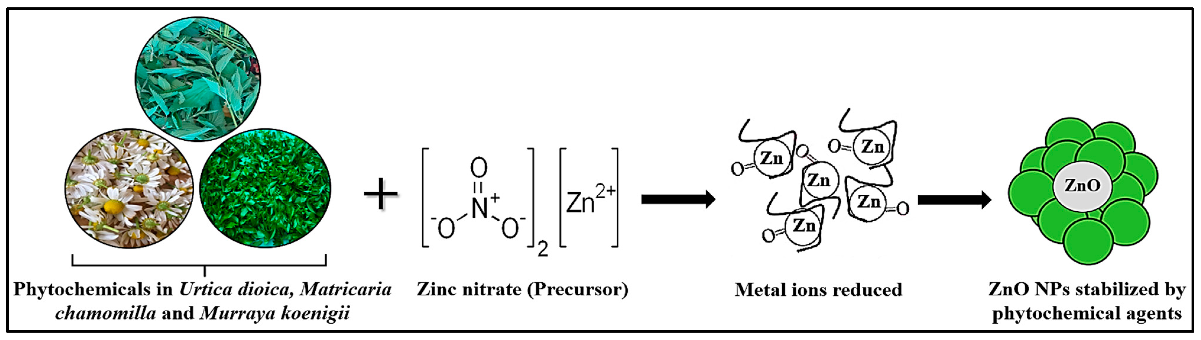 Antioxidants 12 01679 g001