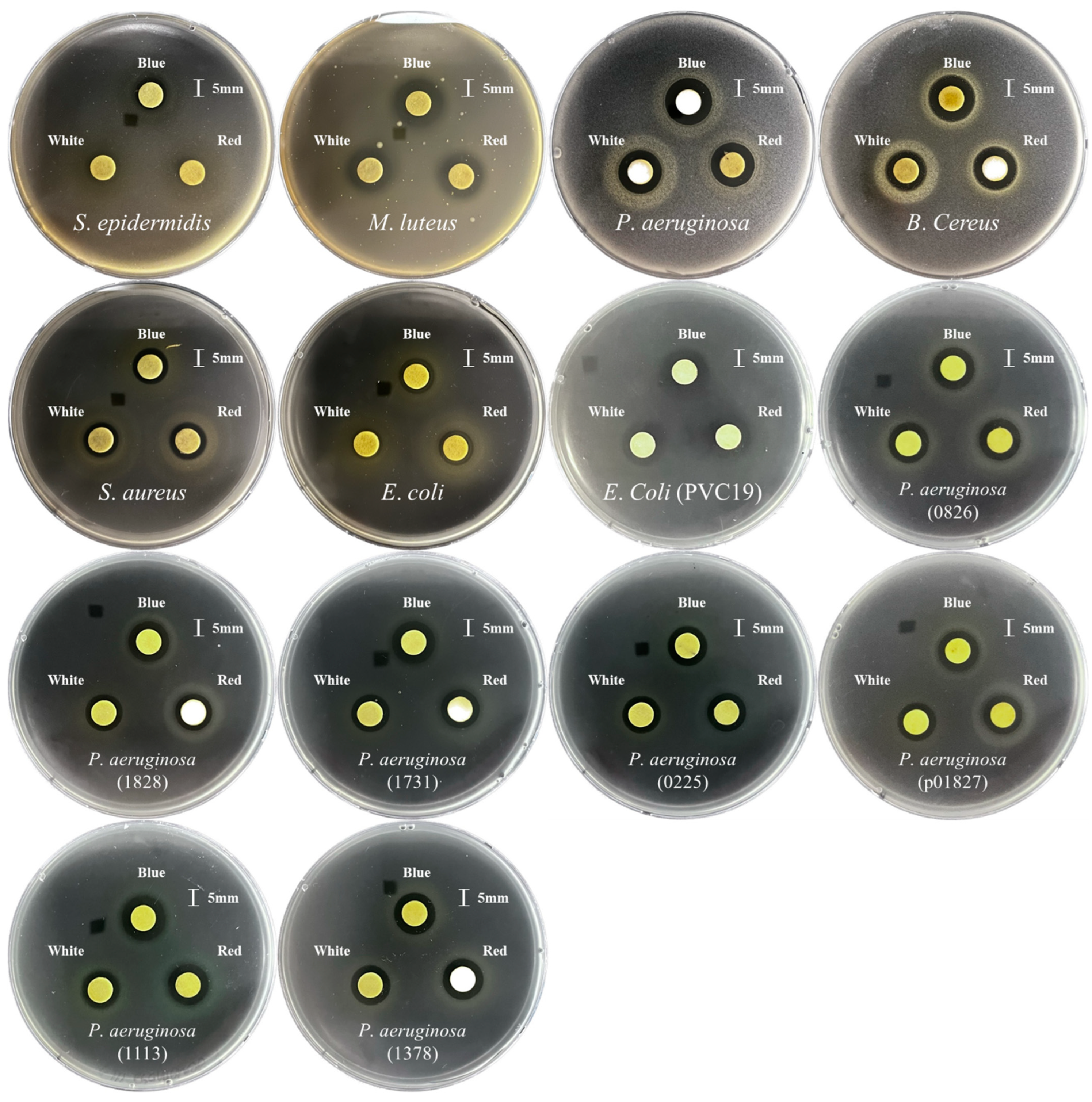 Antioxidants 12 01686 g003