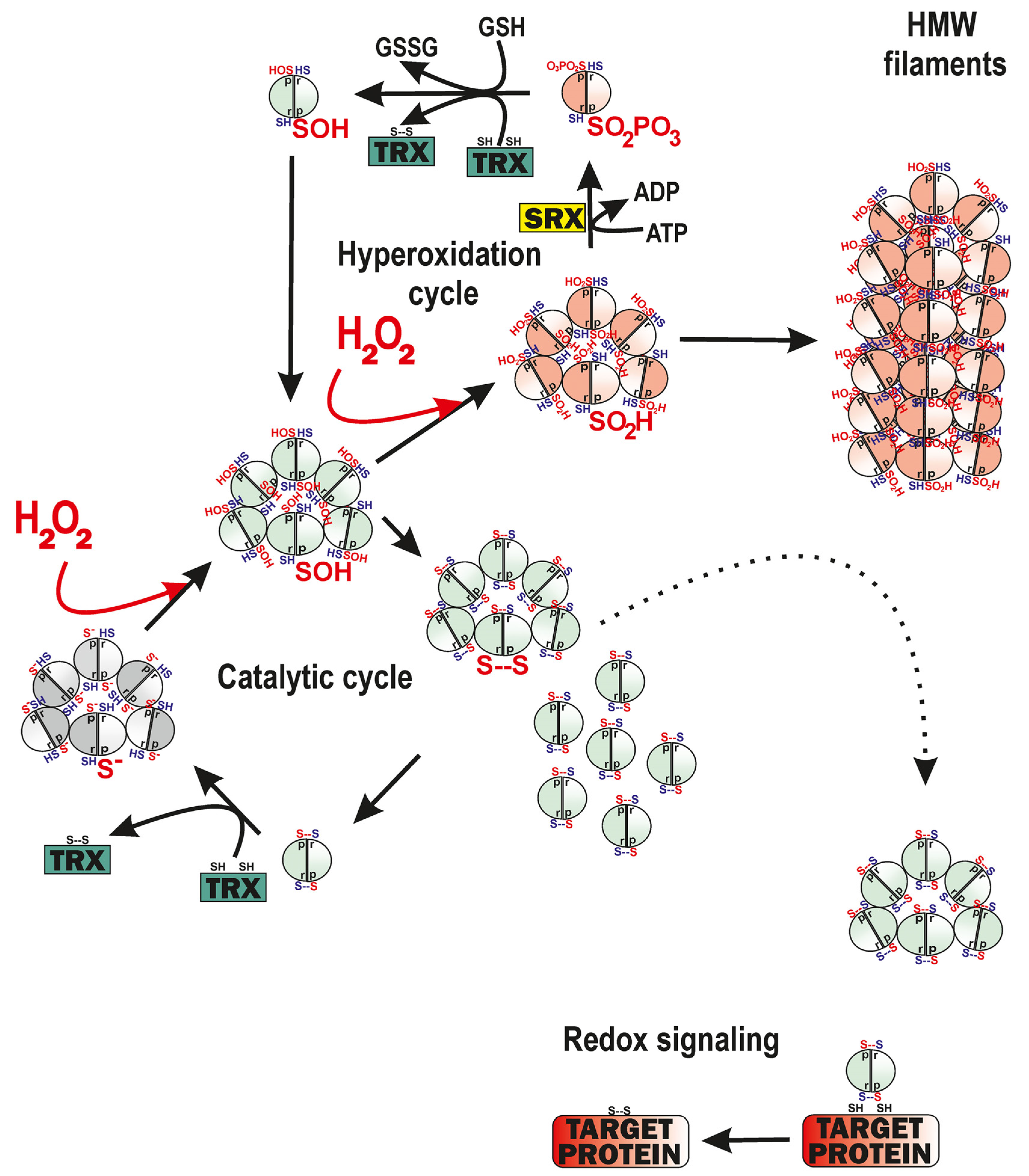 Antioxidants 12 01696 g003