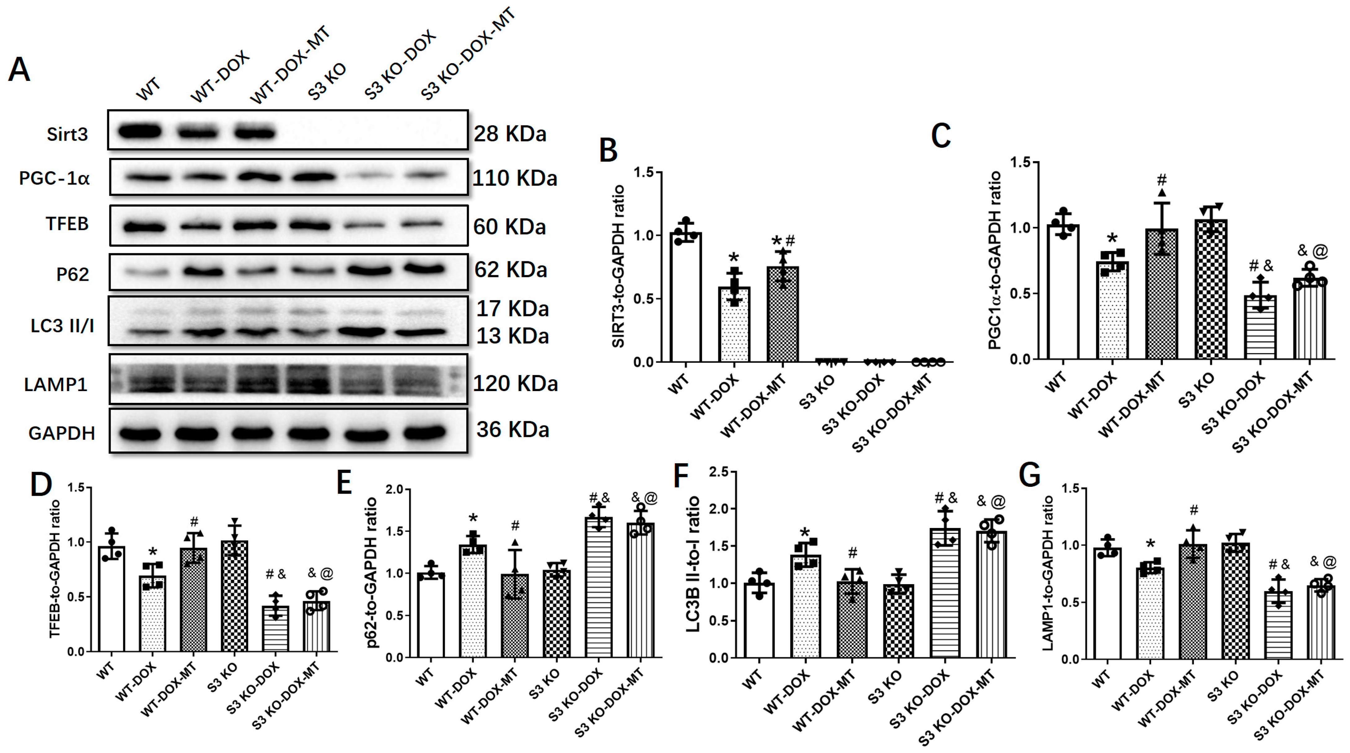 Antioxidants 12 01716 g003