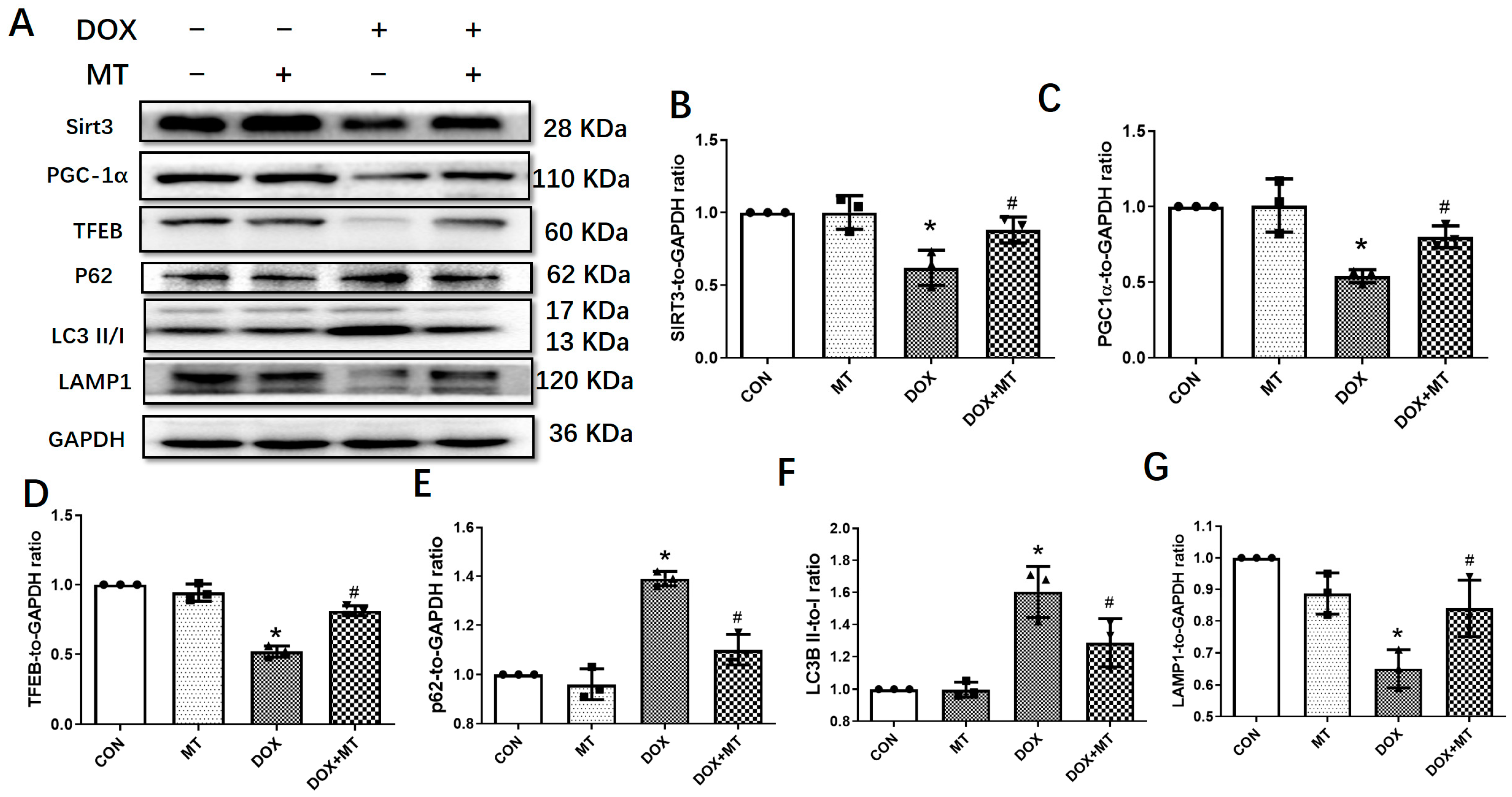 Antioxidants 12 01716 g005