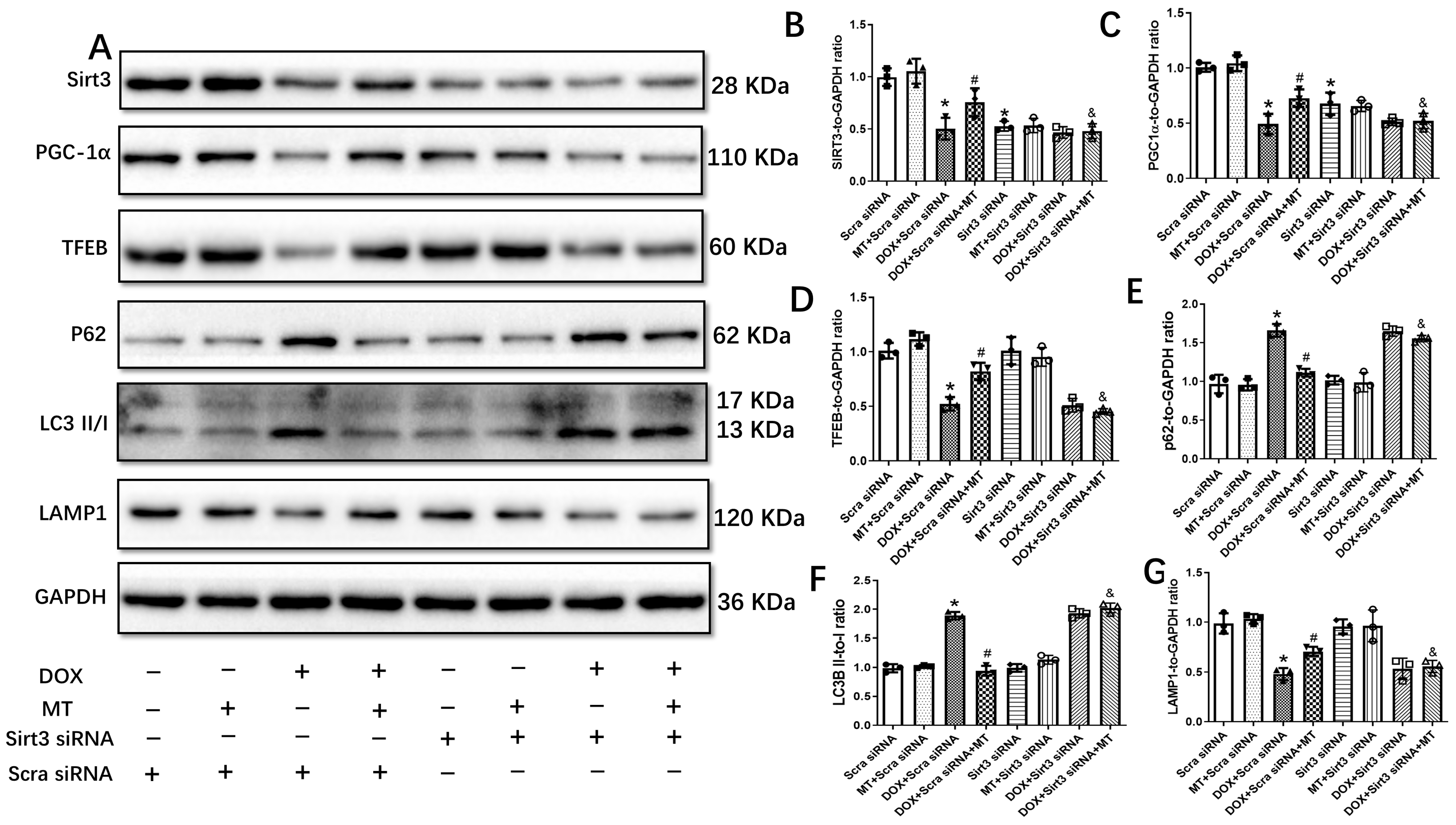 Antioxidants 12 01716 g007