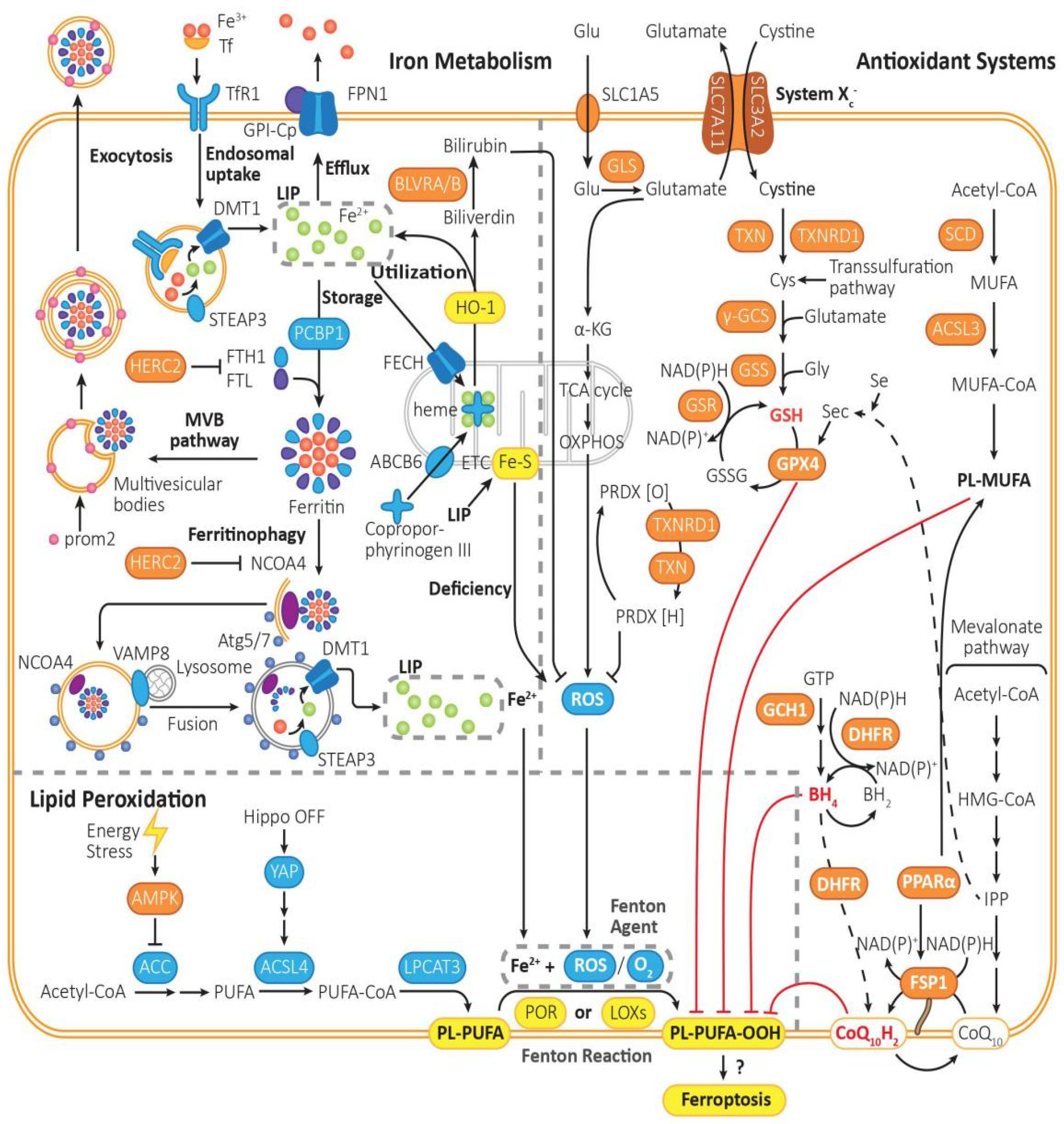 Antioxidants | Free Full-Text | NRF2, a Superstar of Ferroptosis
