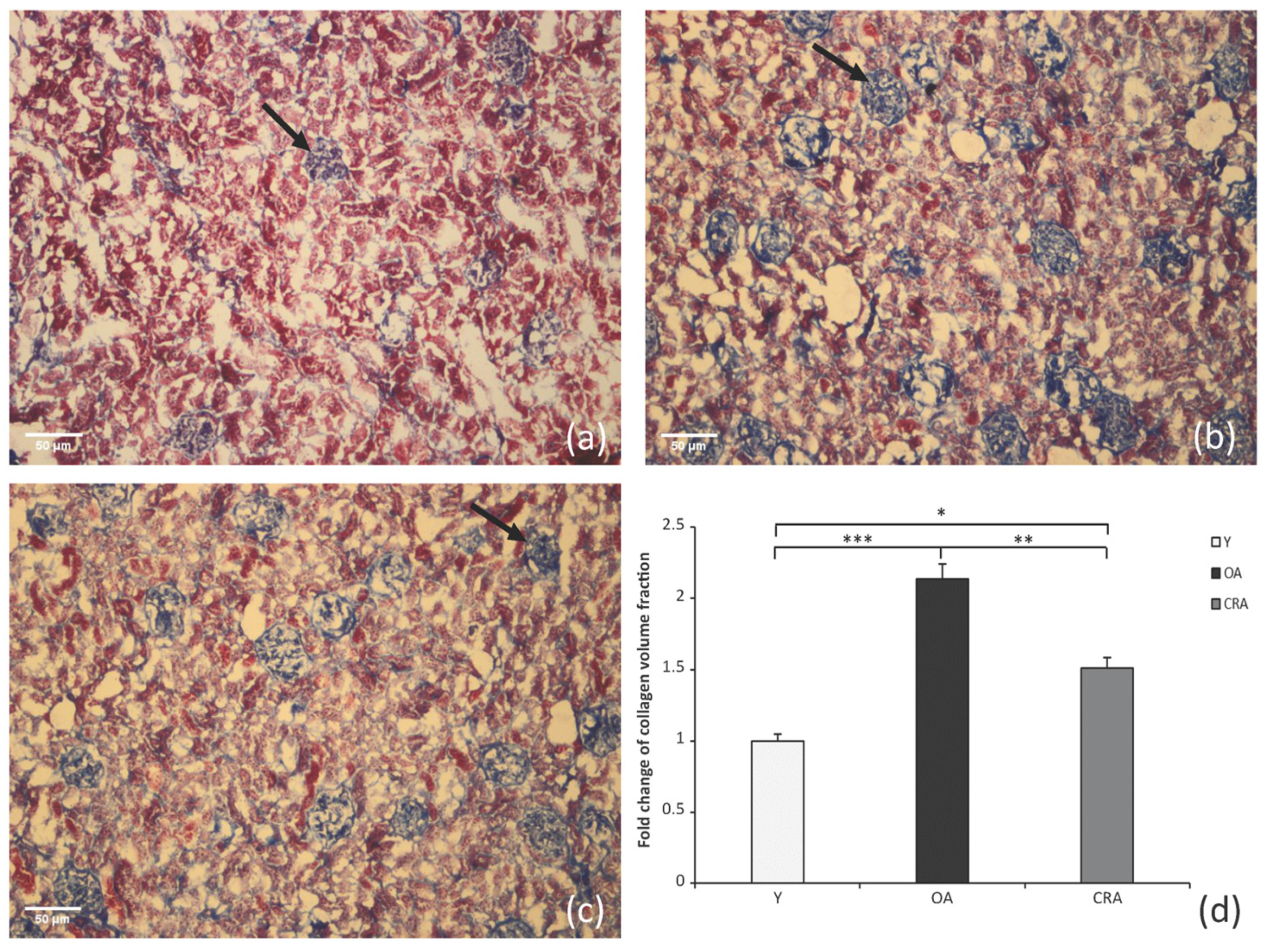 Antioxidants 12 01778 g001 Antioxidants 12 01778 g001