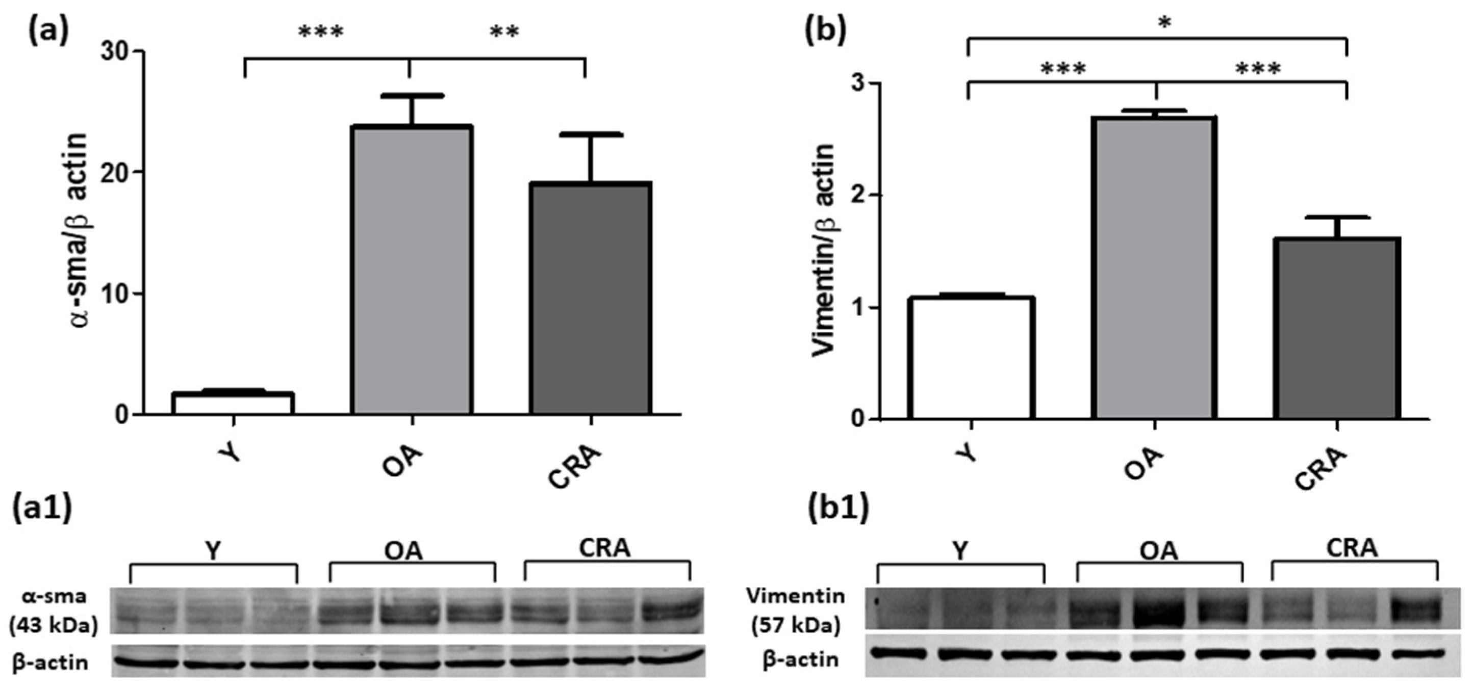 Antioxidants 12 01778 g002 Antioxidants 12 01778 g002