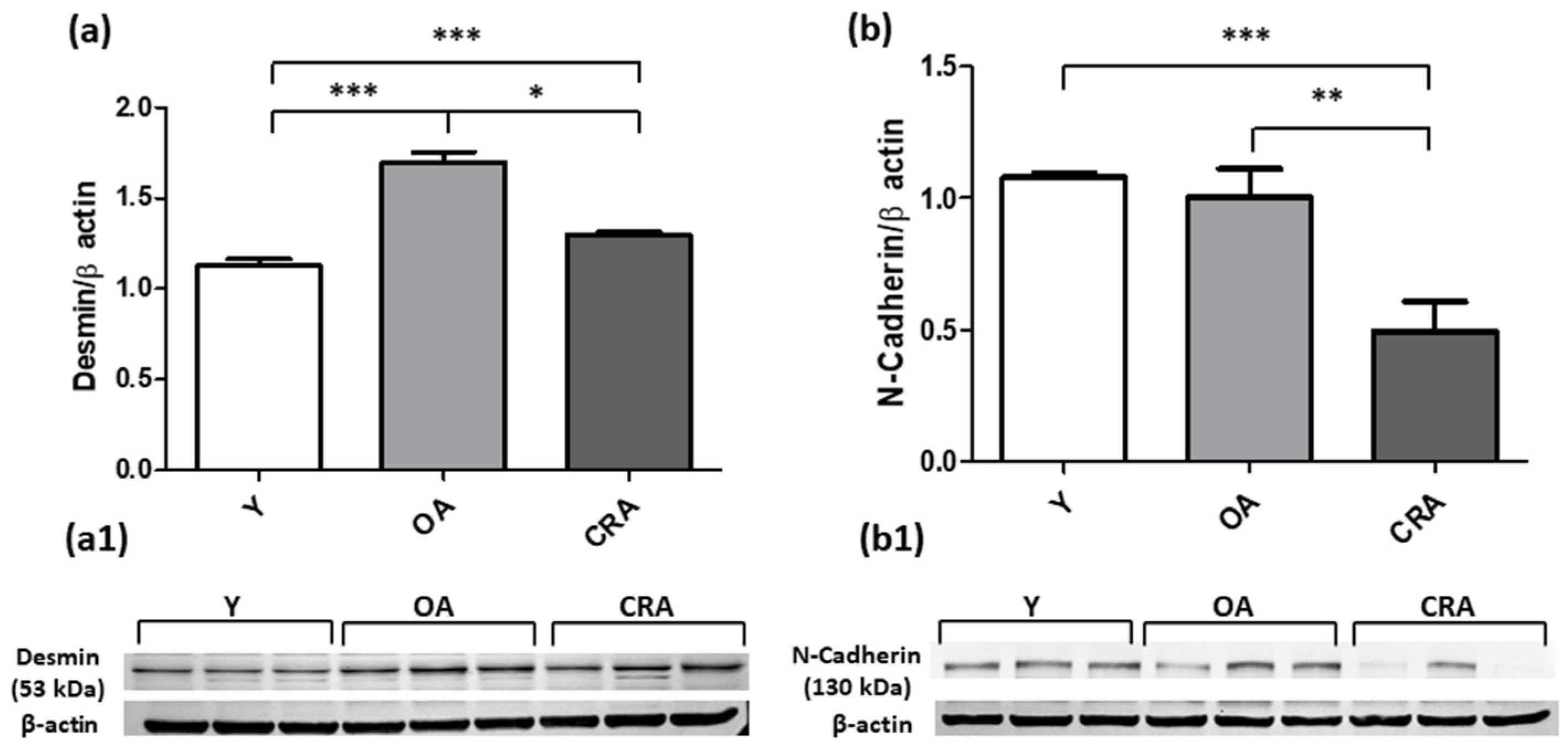 Antioxidants 12 01778 g003 Antioxidants 12 01778 g003