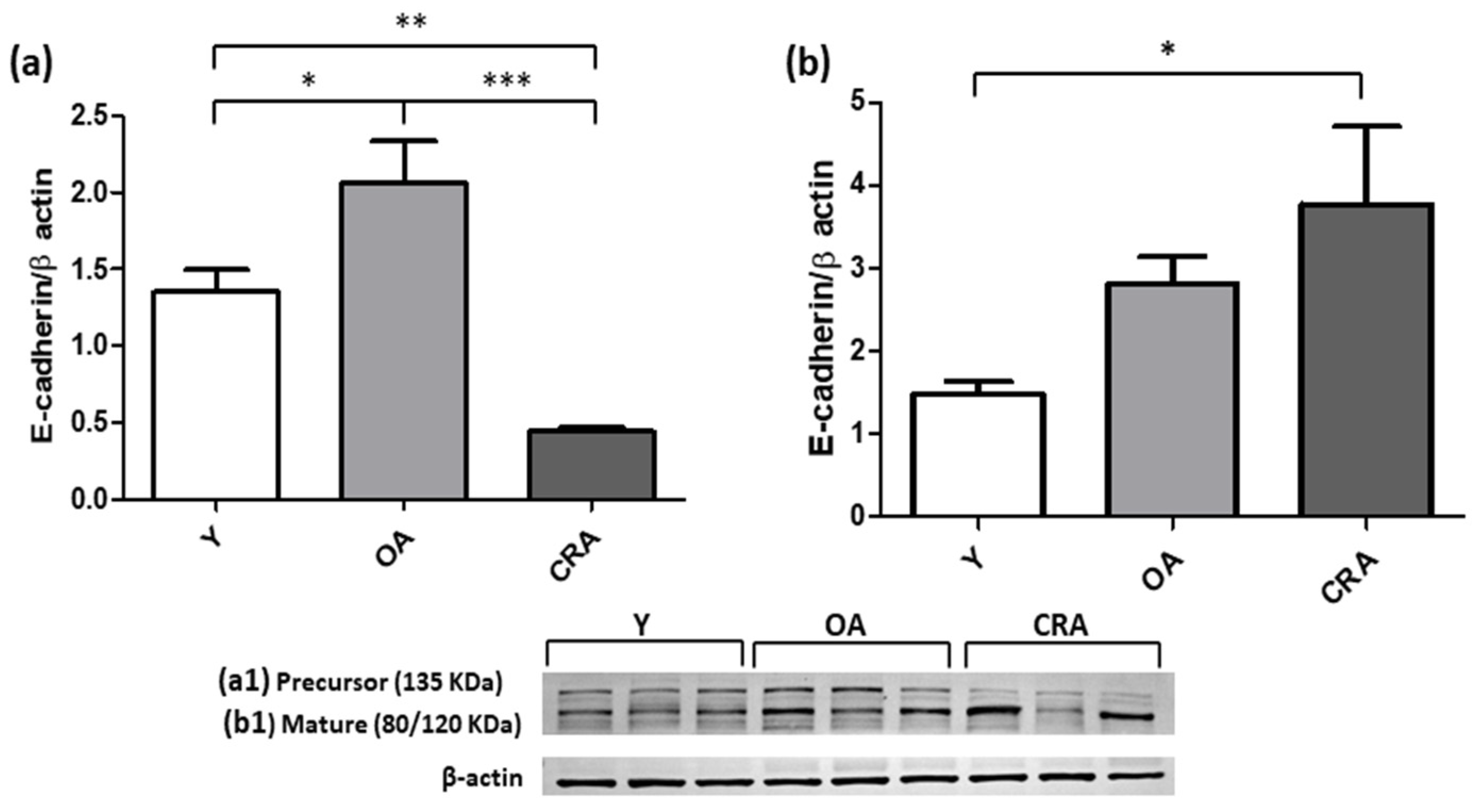Antioxidants 12 01778 g004 Antioxidants 12 01778 g004