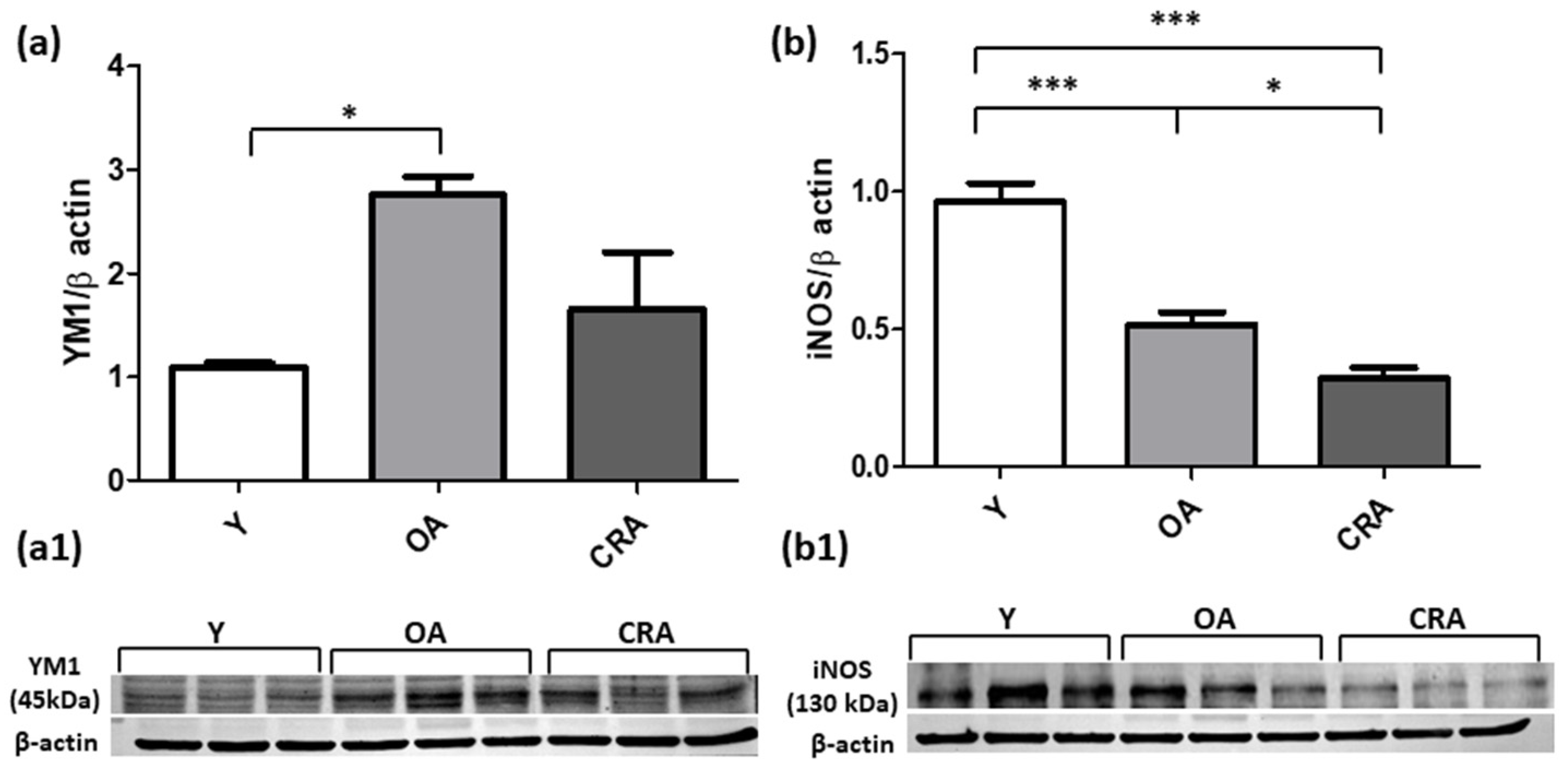 Antioxidants 12 01778 g005 Antioxidants 12 01778 g005