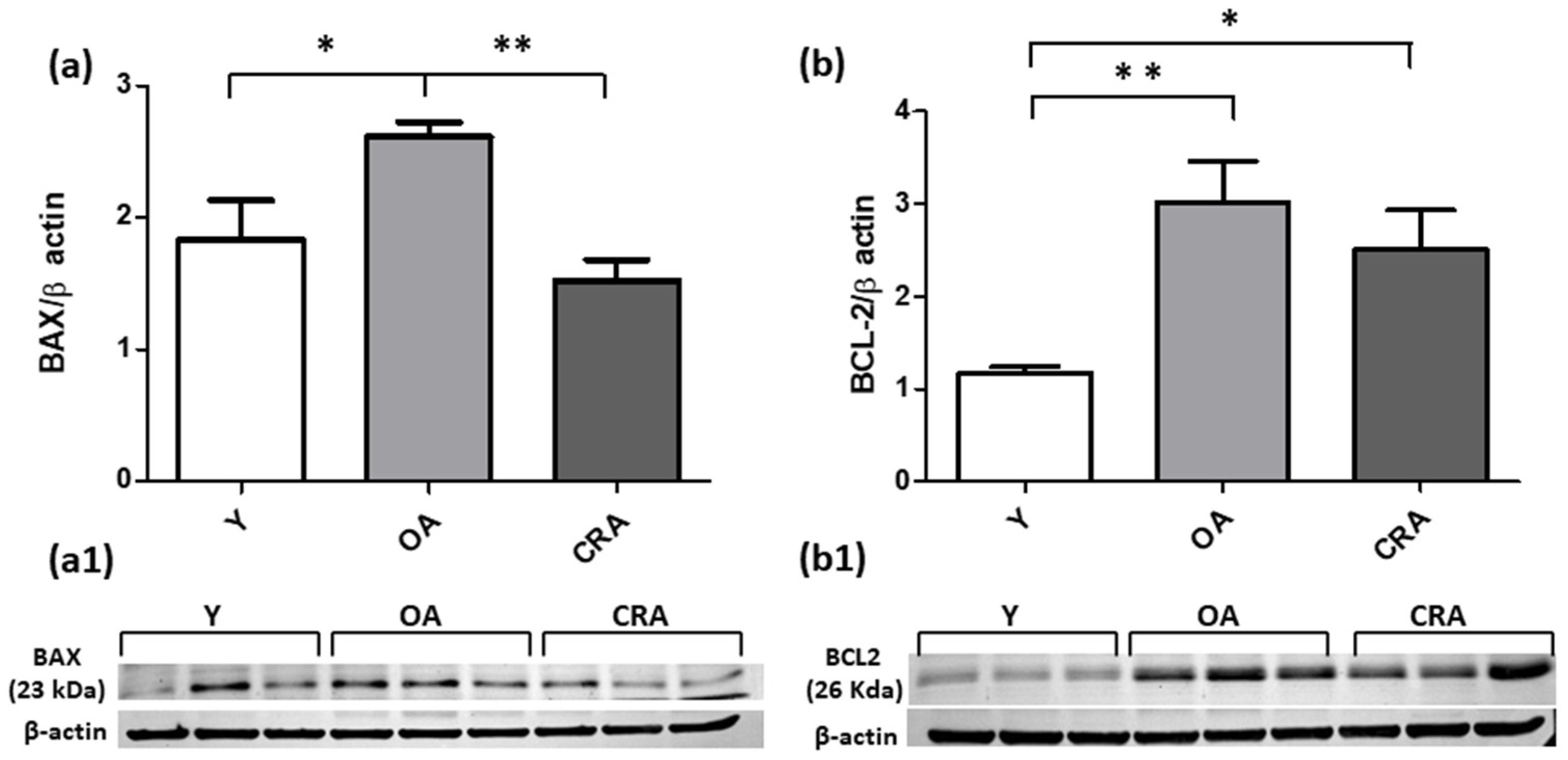 Antioxidants 12 01778 g006 Antioxidants 12 01778 g006