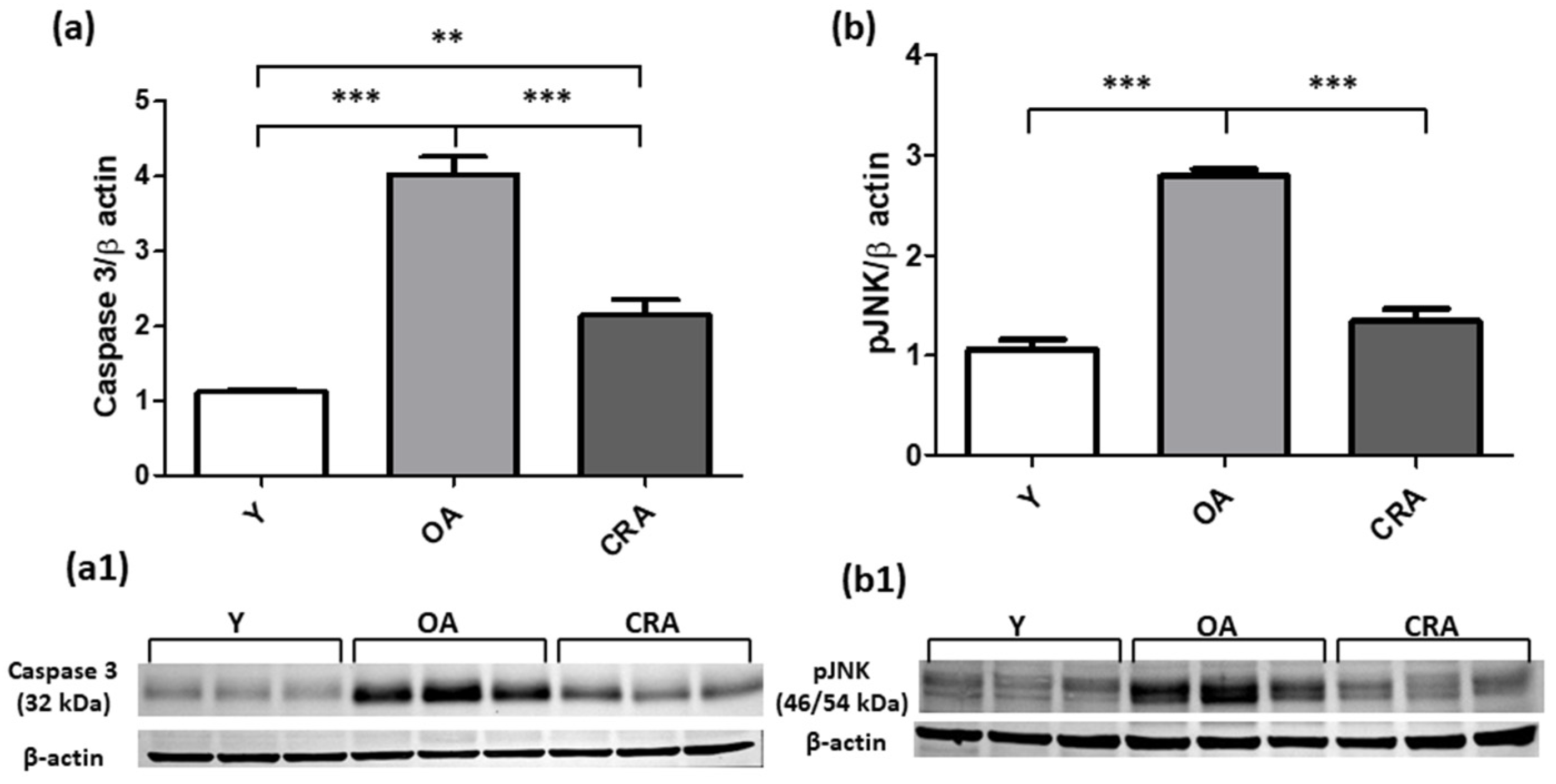 Antioxidants 12 01778 g007 Antioxidants 12 01778 g007