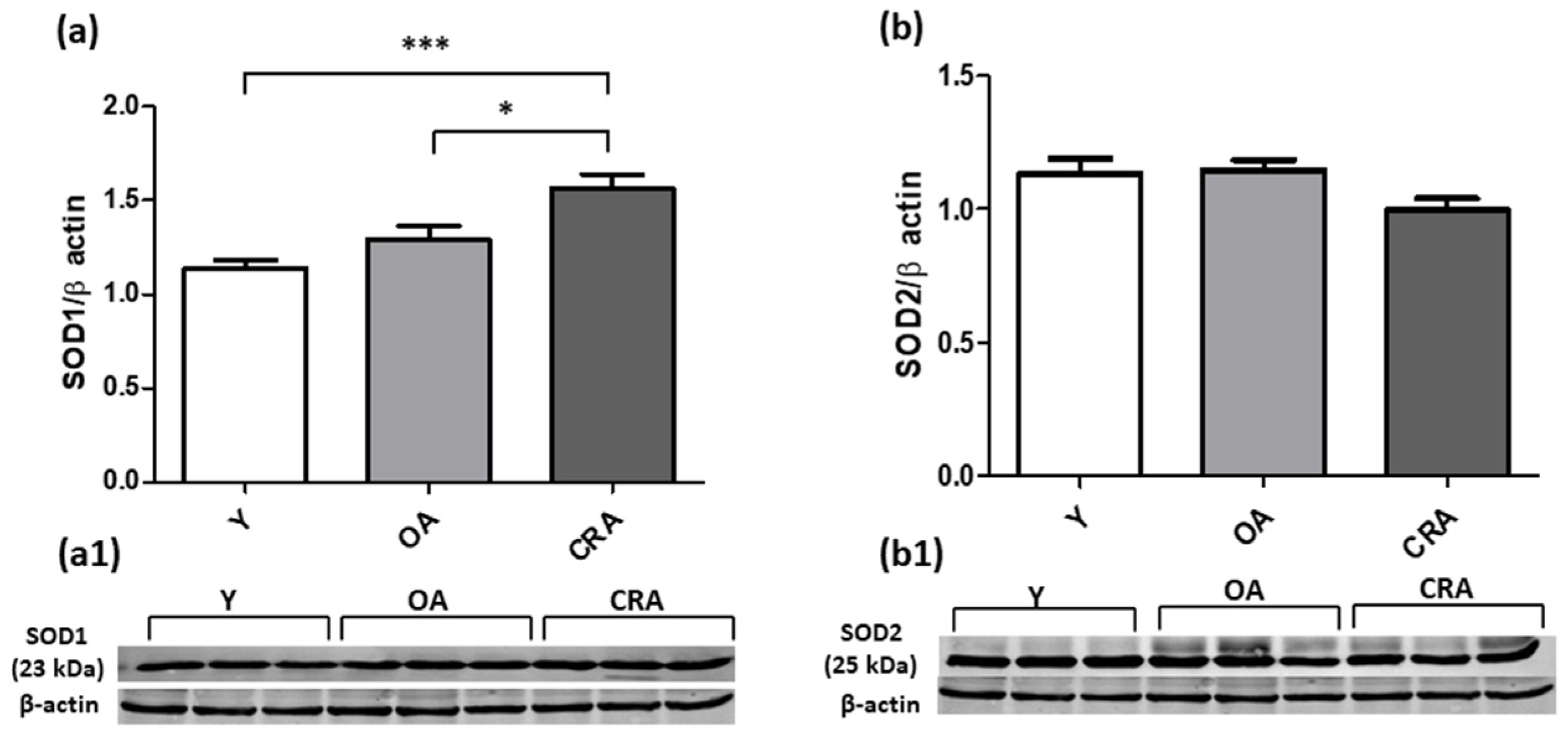 Antioxidants 12 01778 g009 Antioxidants 12 01778 g009