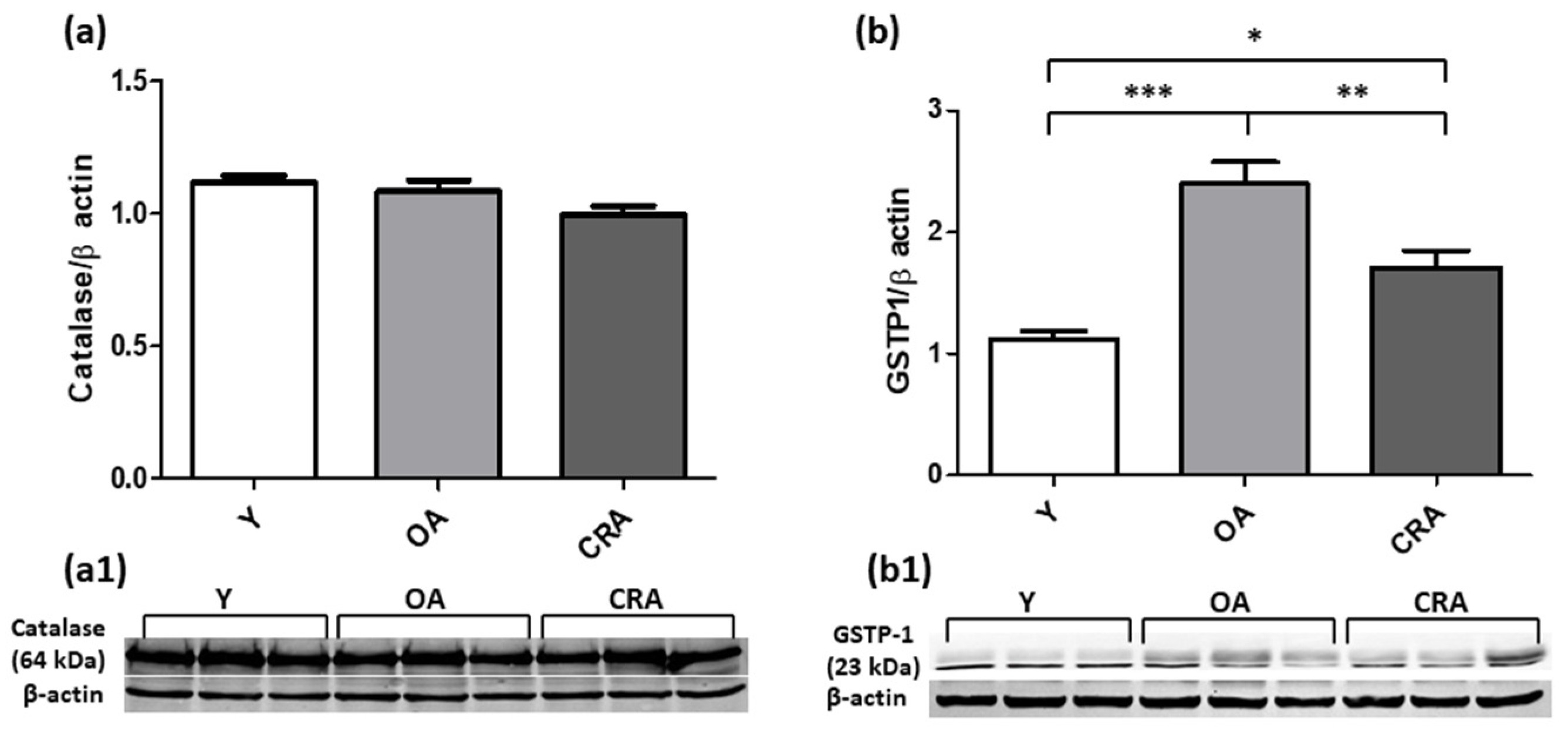 Antioxidants 12 01778 g010 Antioxidants 12 01778 g010