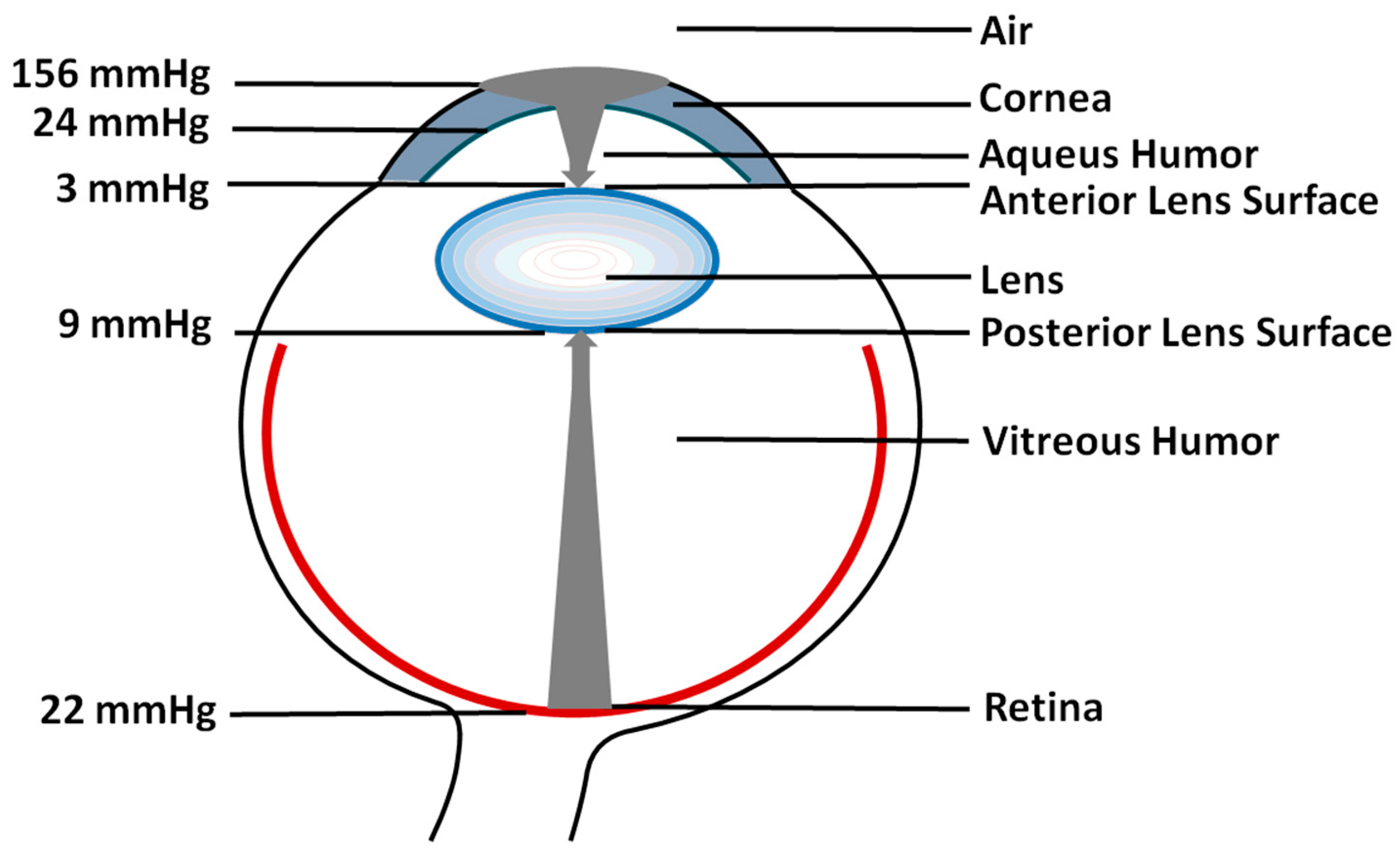 Antioxidants 12 01783 g002 Antioxidants 12 01783 g002