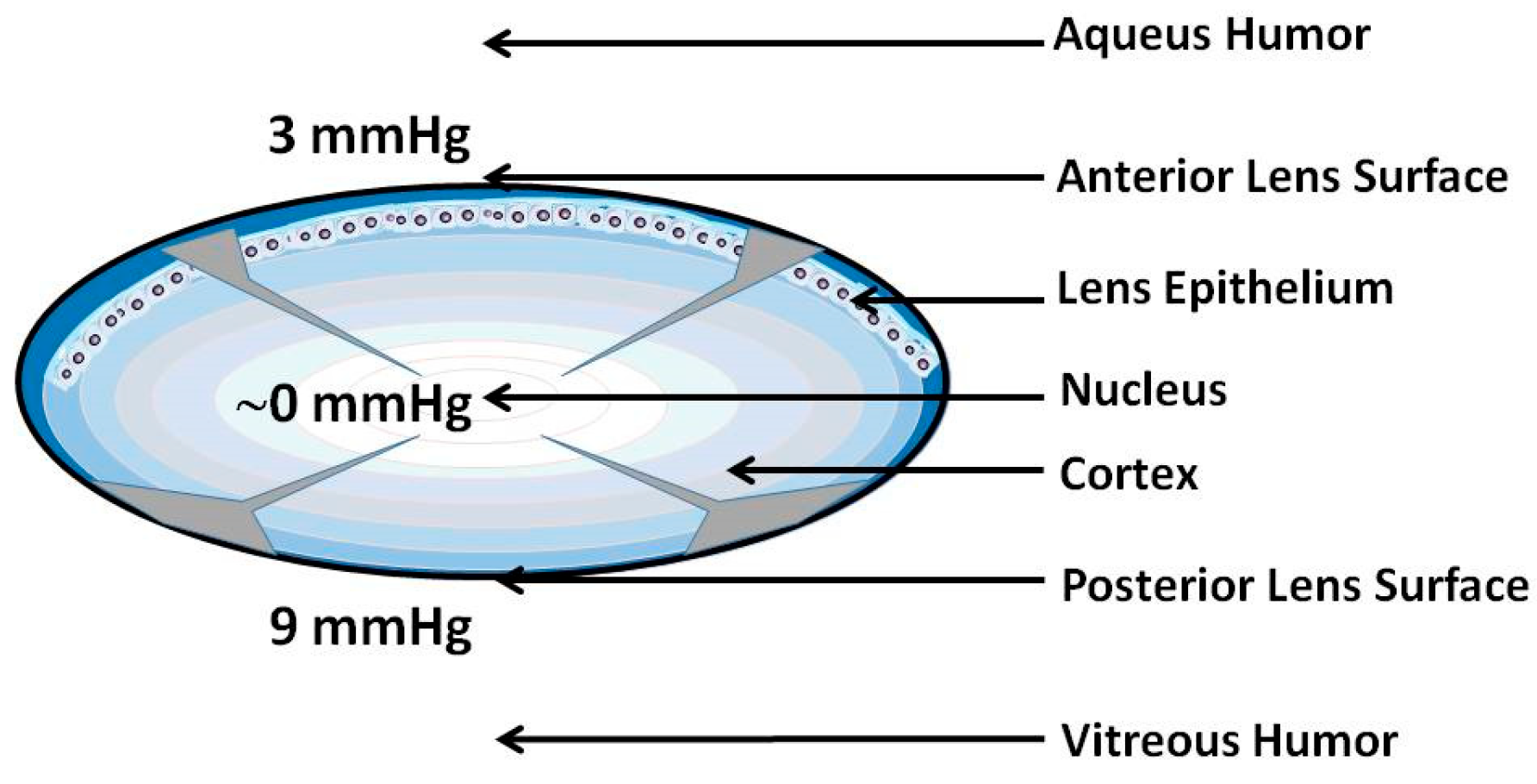 Antioxidants 12 01783 g003 Antioxidants 12 01783 g003