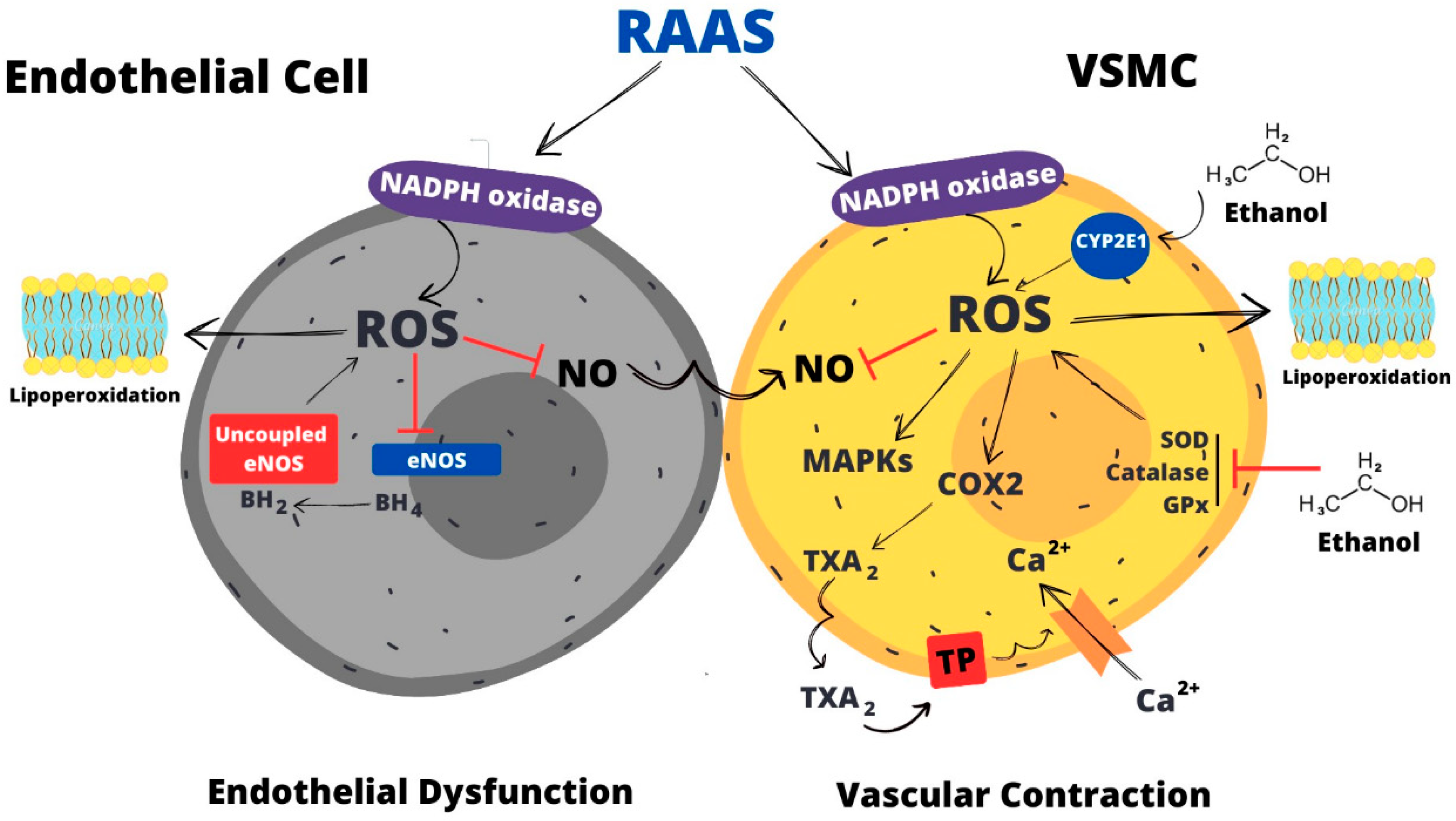 Antioxidants 12 01813 g002 Antioxidants 12 01813 g002