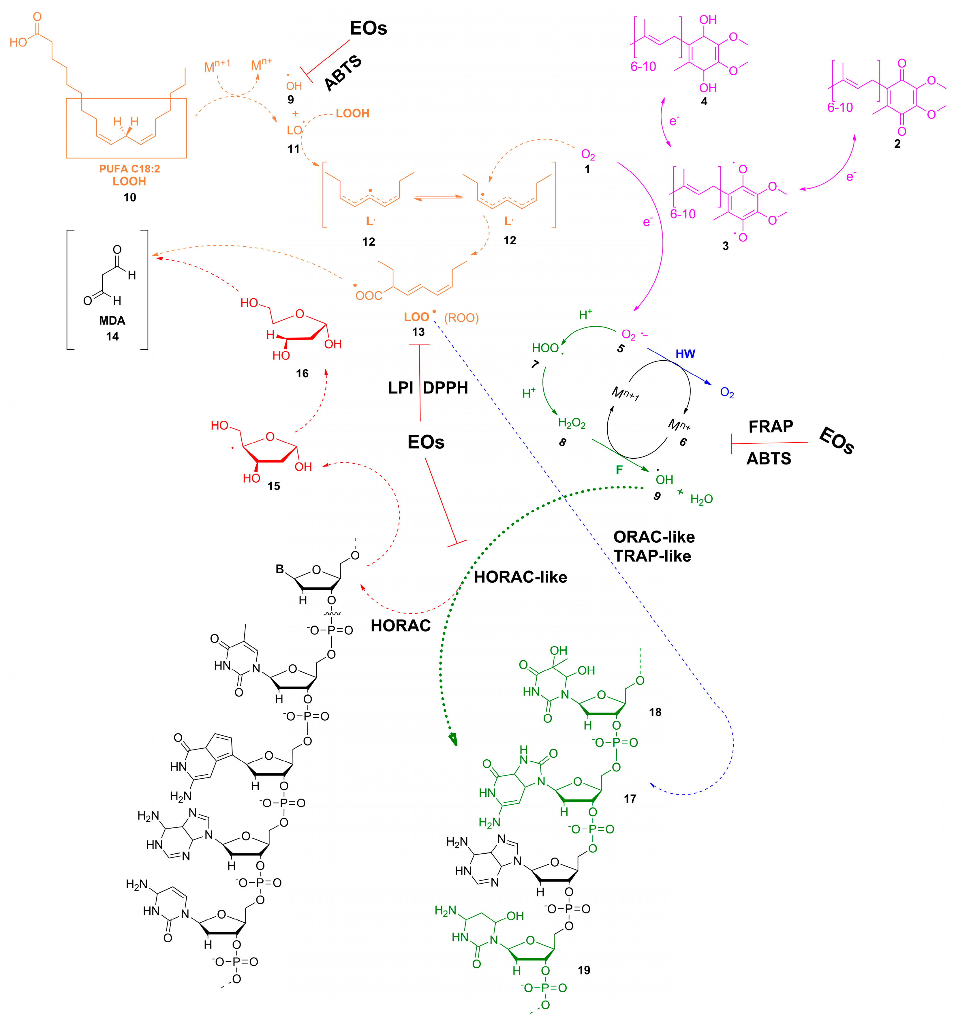 Antioxidants 12 01815 sch001 Antioxidants 12 01815 sch001