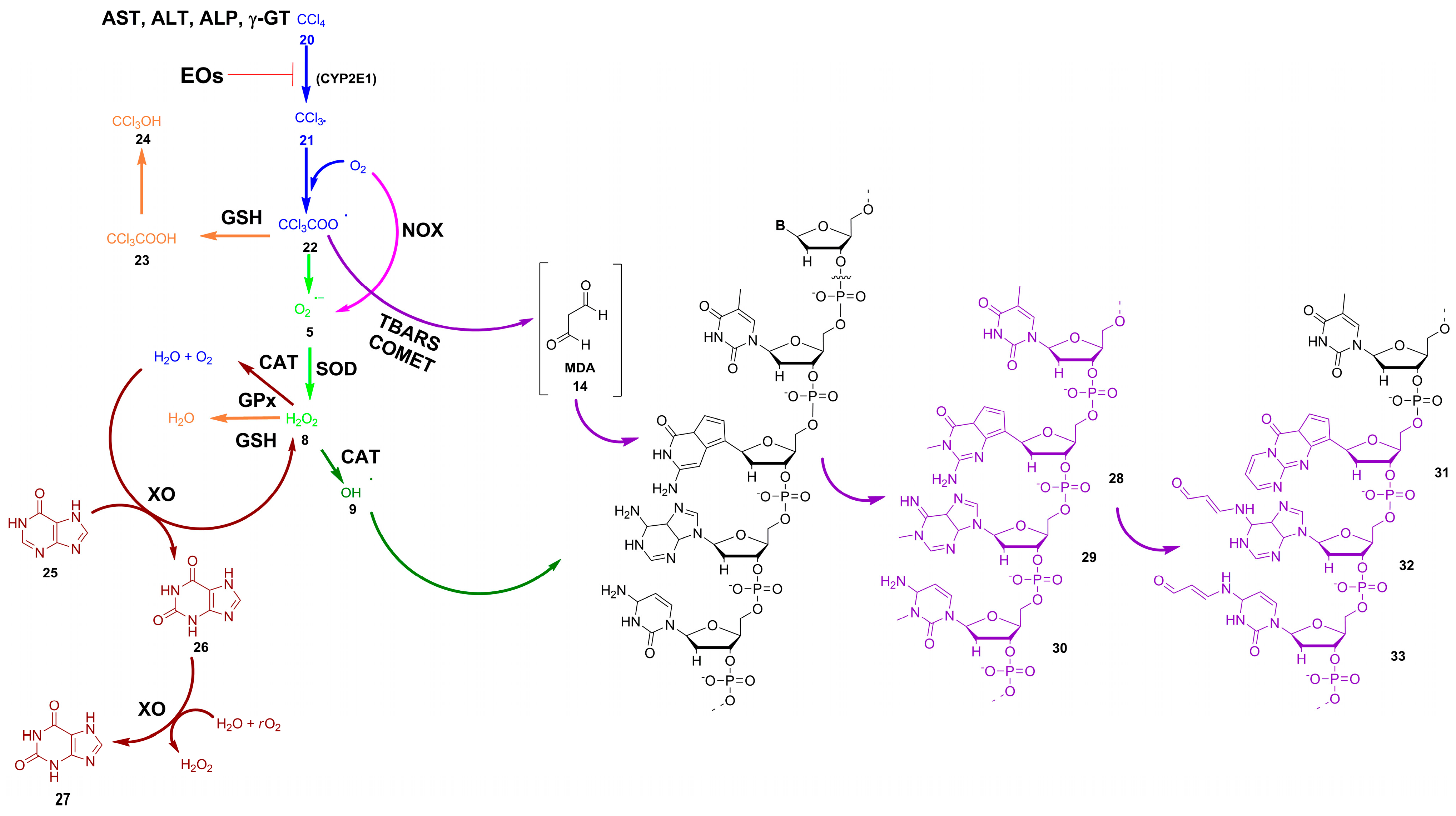 Antioxidants 12 01815 sch002 Antioxidants 12 01815 sch002