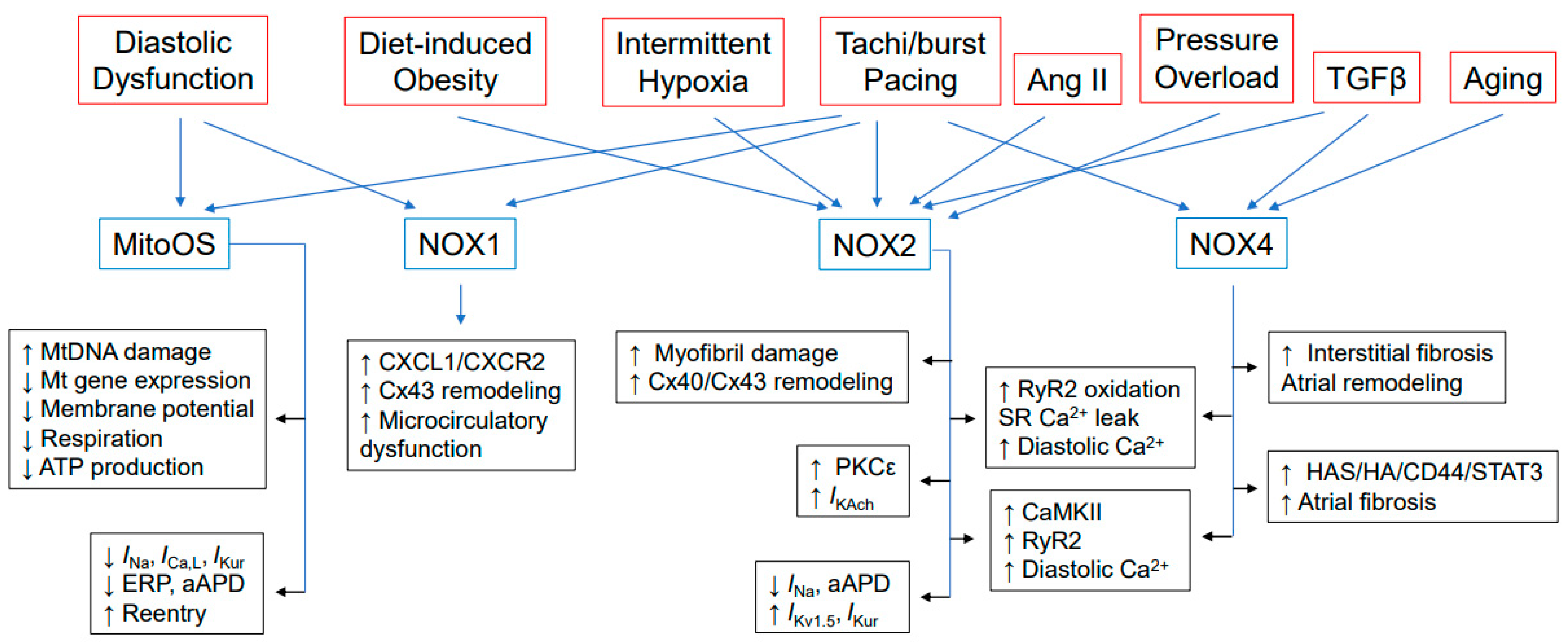 NADPH Oxidase 4 Regulates Inflammation in Ischemic Heart Failure: Role of  Soluble Epoxide Hydrolase