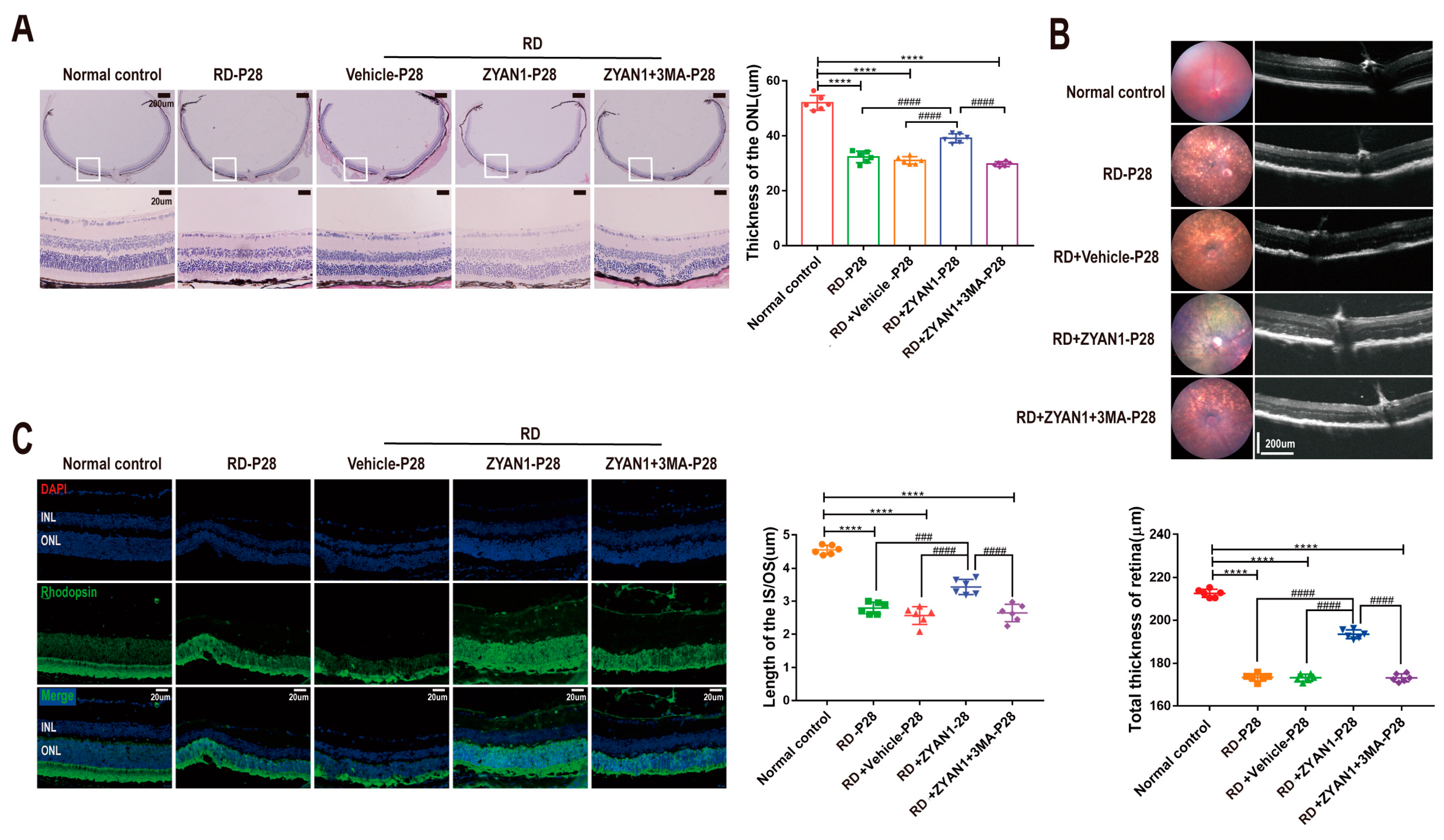 Antioxidants 12 01914 g007