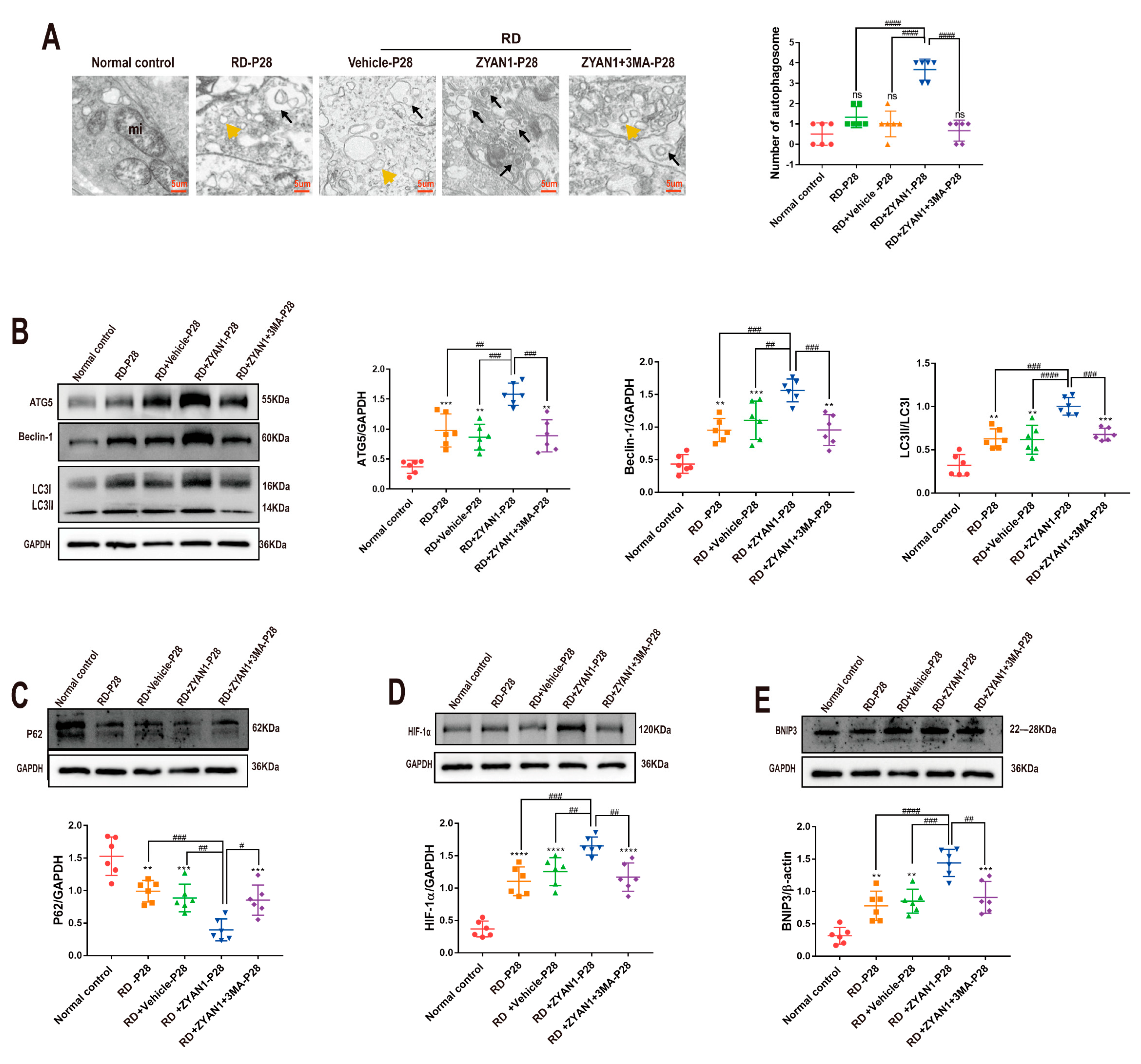 Antioxidants 12 01914 g012