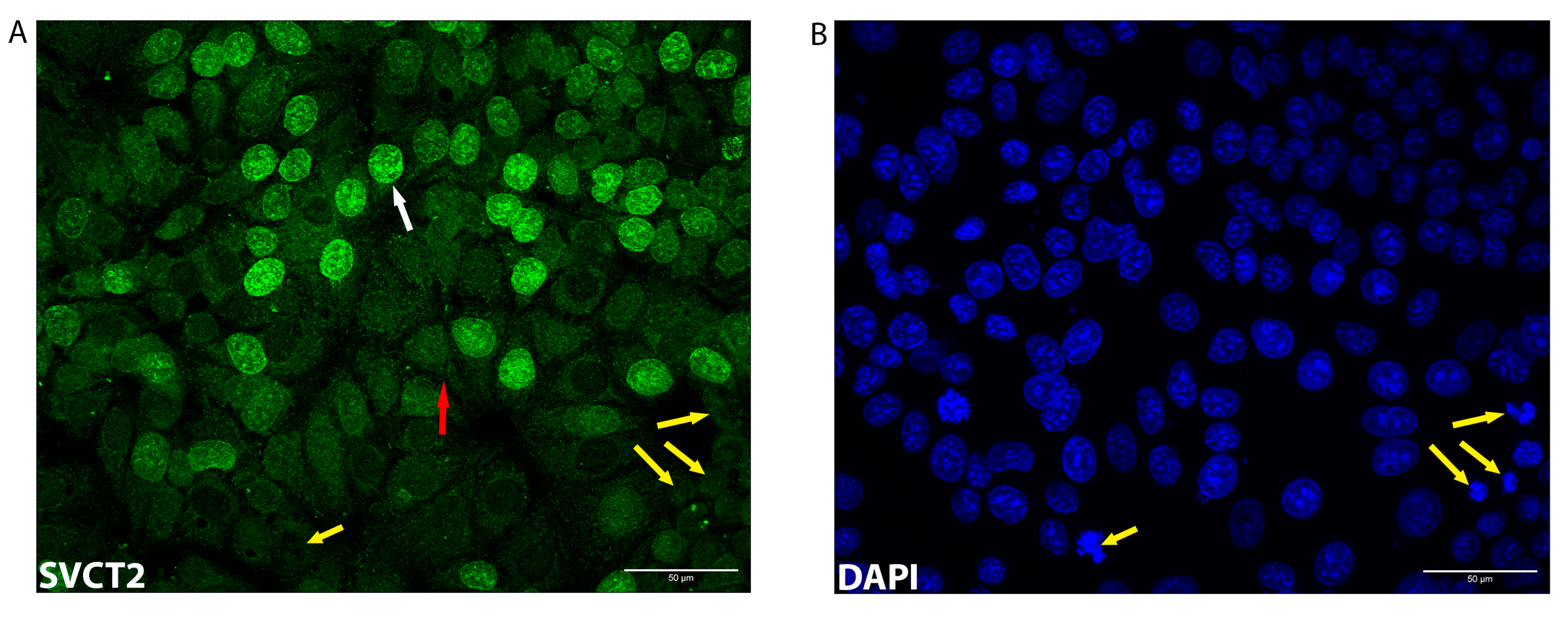 Antioxidants 12 01929 g005