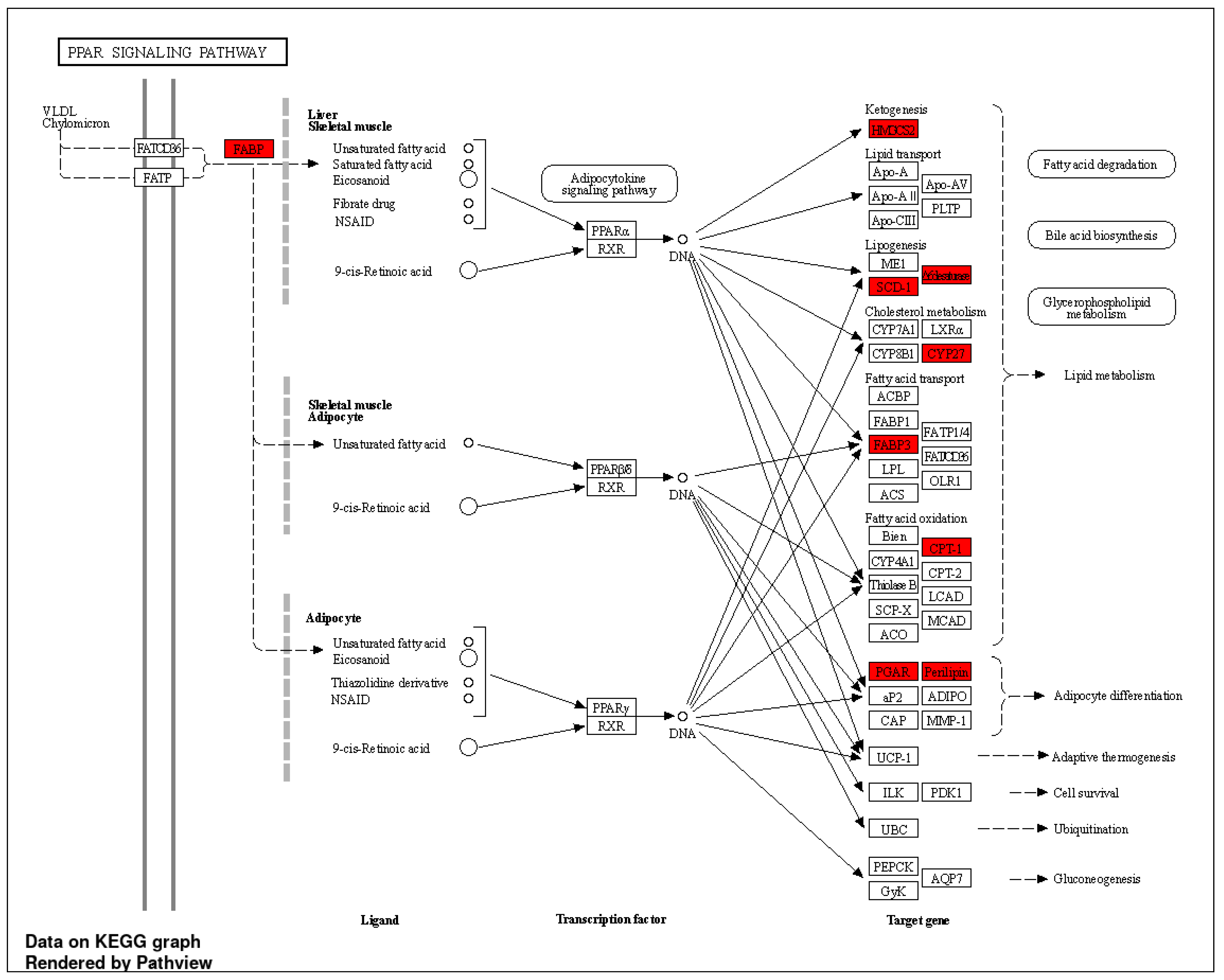 Antioxidants 12 01932 g006