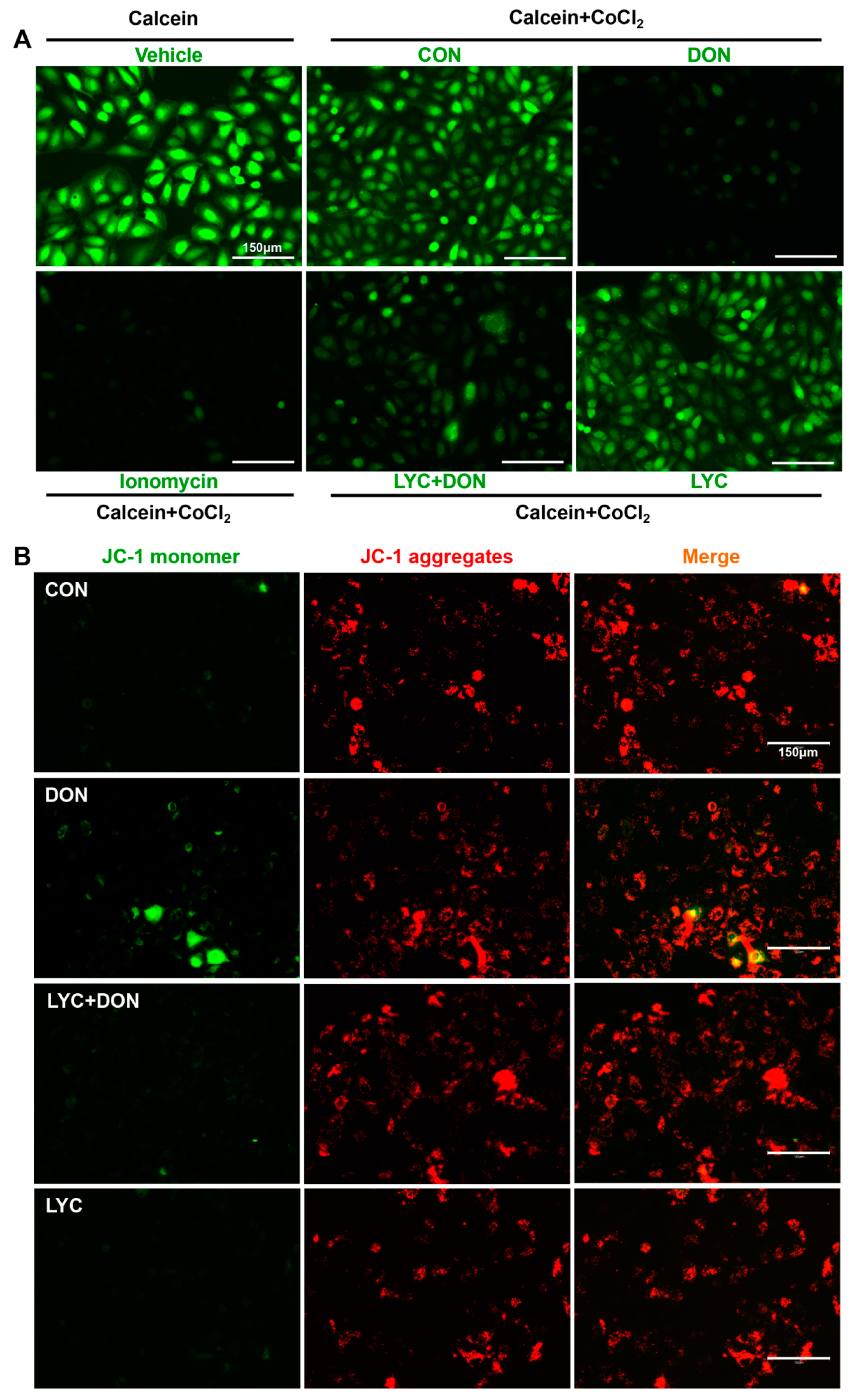 Antioxidants 12 01958 g004