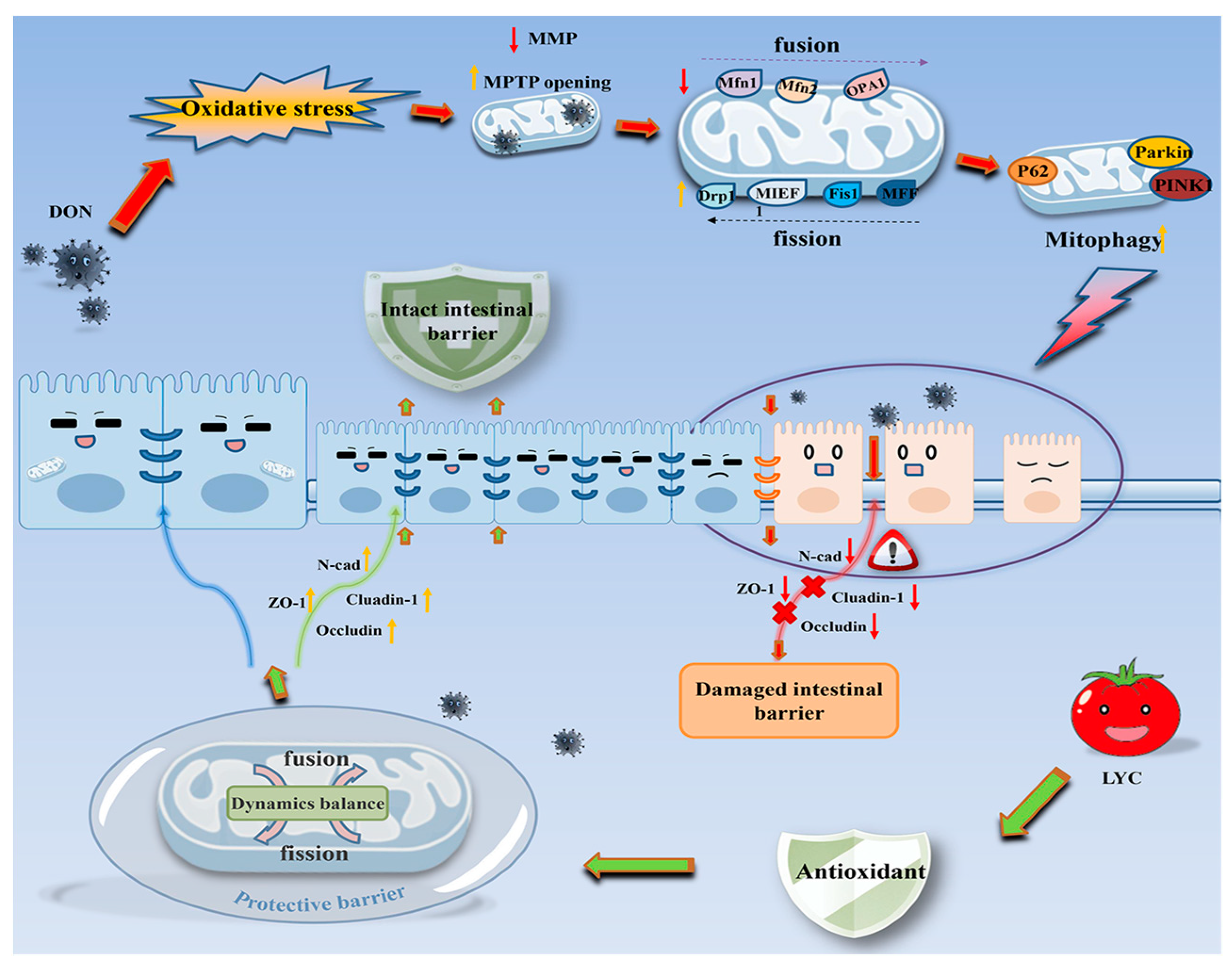 Antioxidants 12 01958 g008