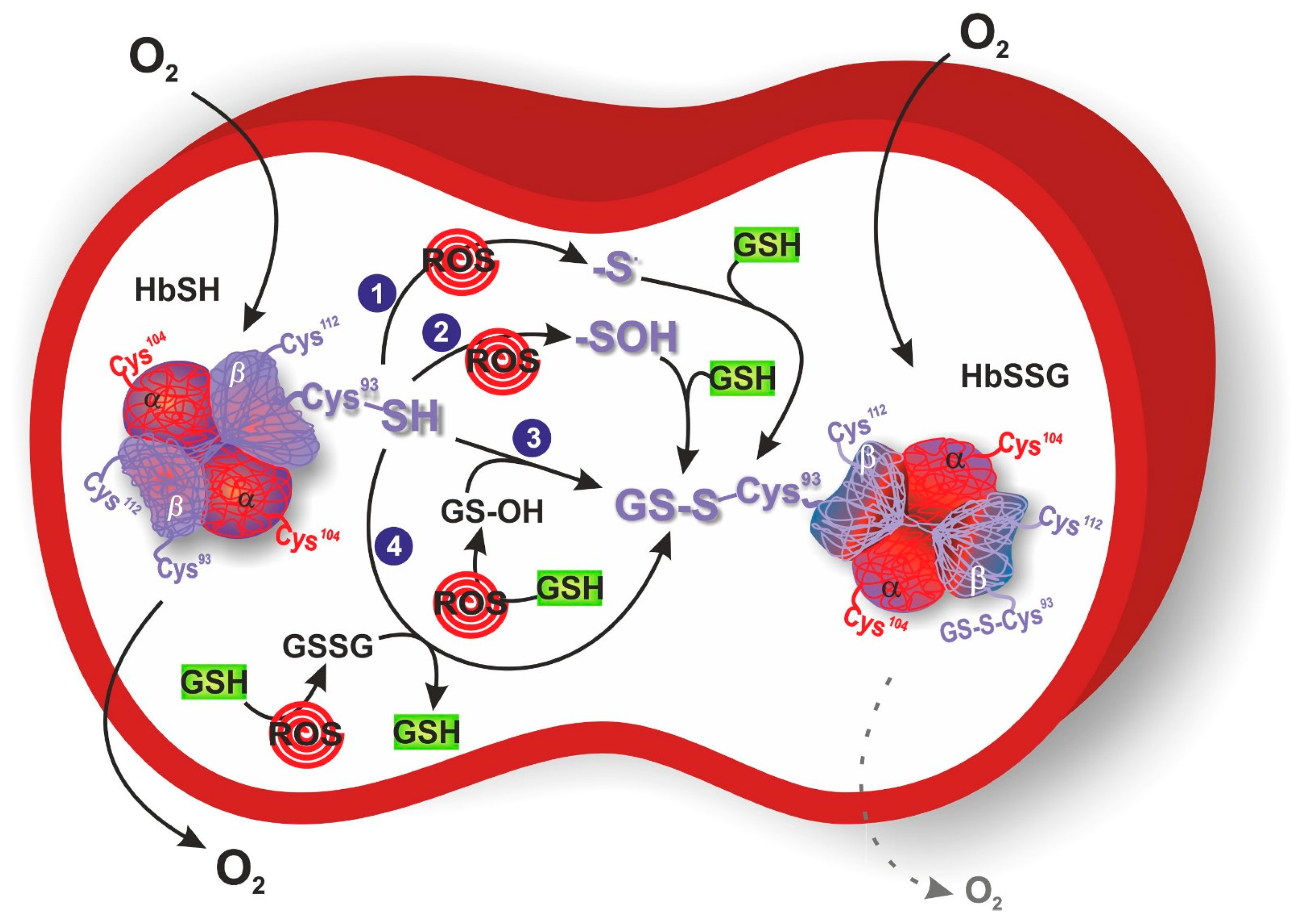 Antioxidants 12 01976 g001