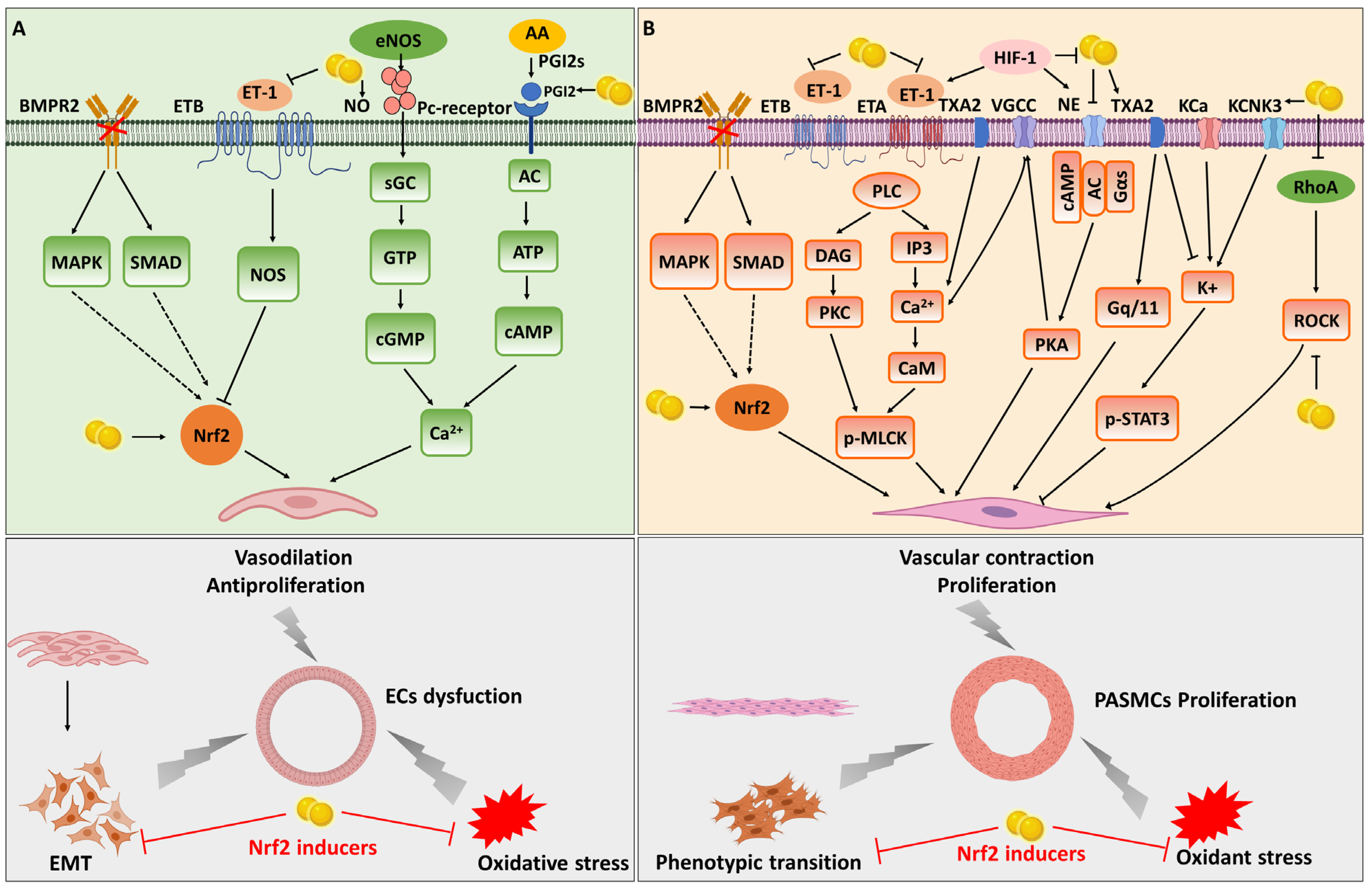 Antioxidants 12 01978 g002 Antioxidants 12 01978 g002