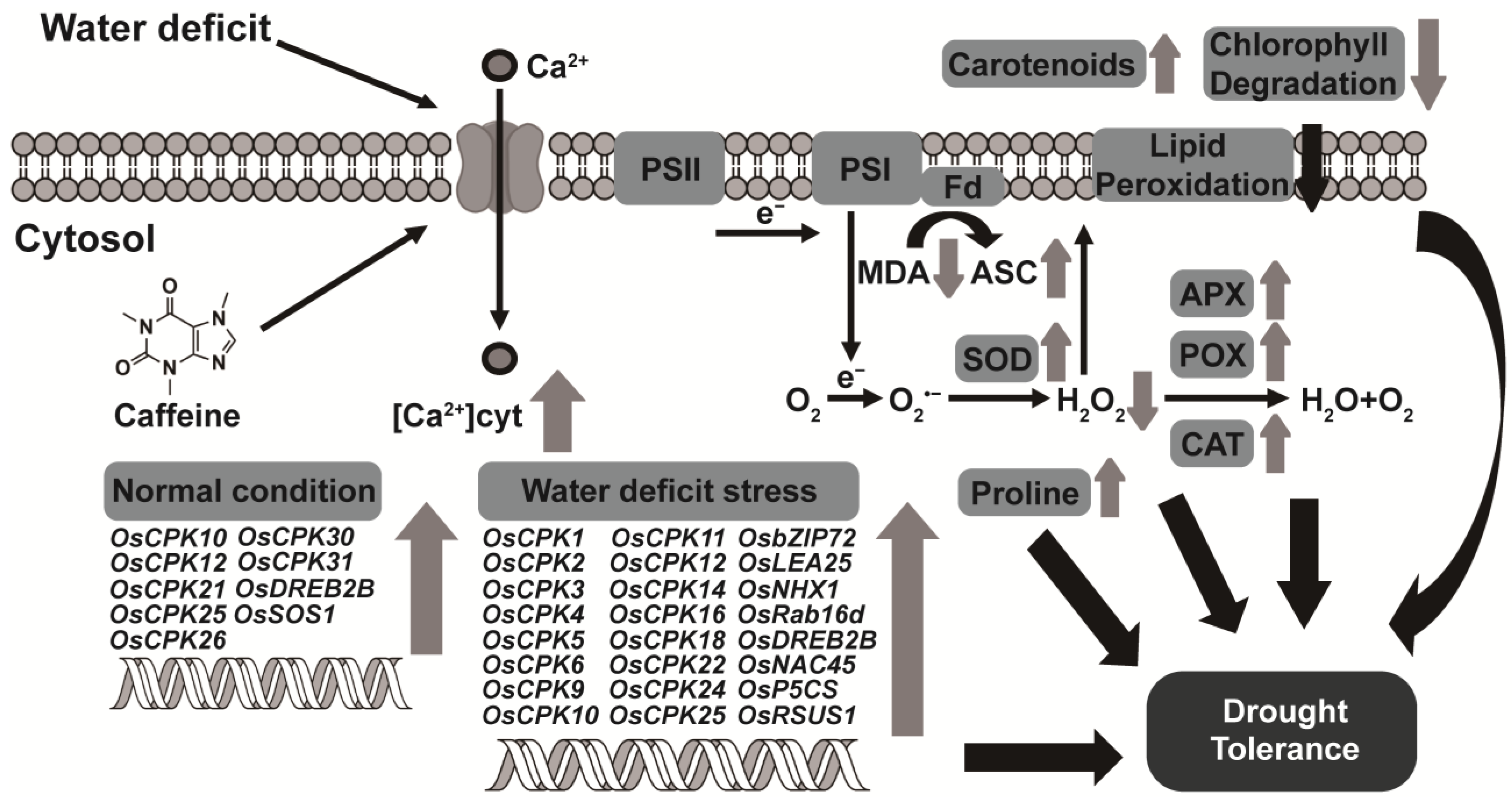 Antioxidants 12 01984 g007