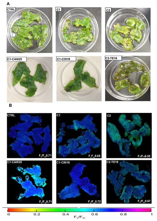 Antioxidants, Free Full-Text