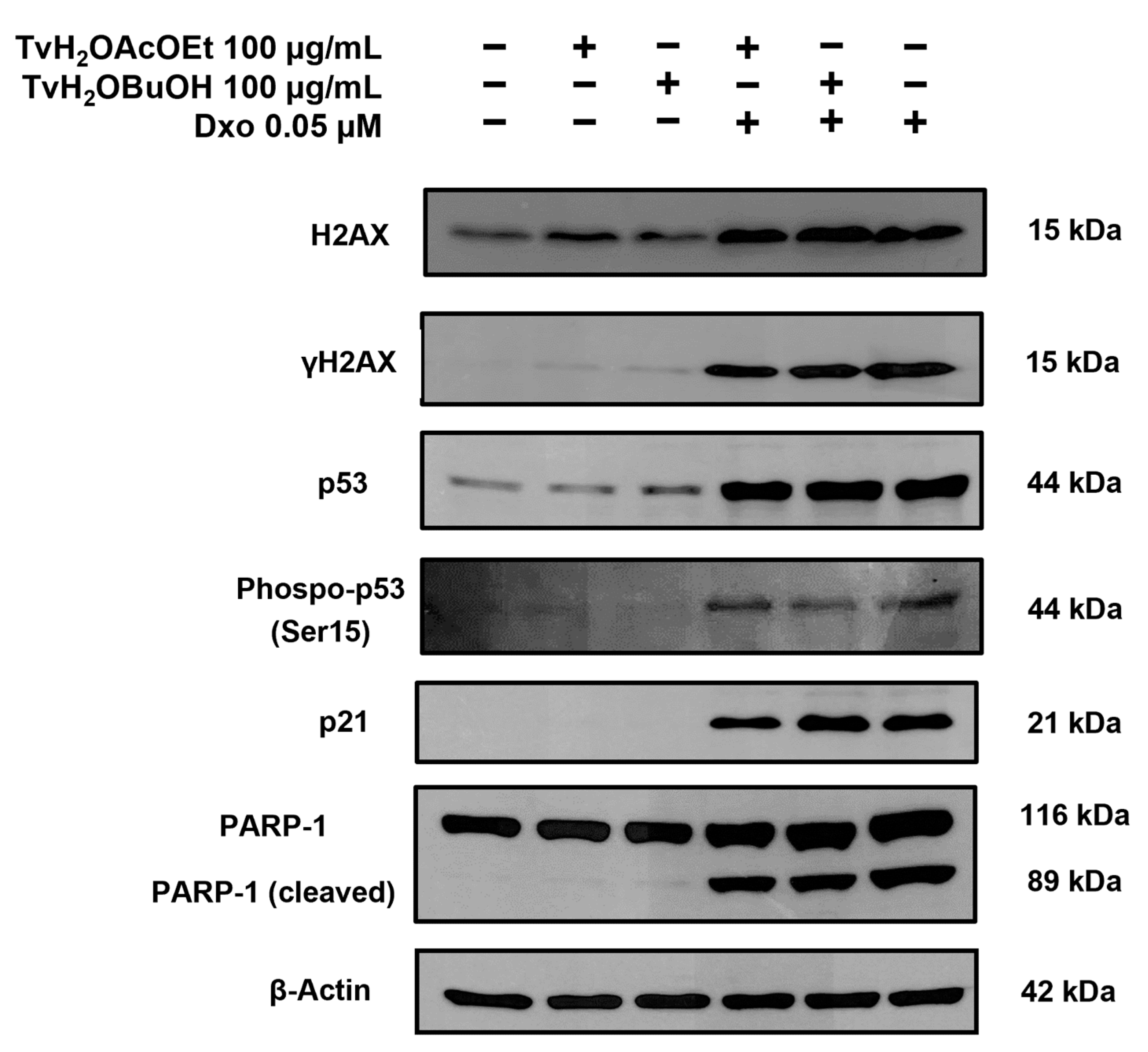 Antioxidants 12 02003 g007 Antioxidants 12 02003 g007