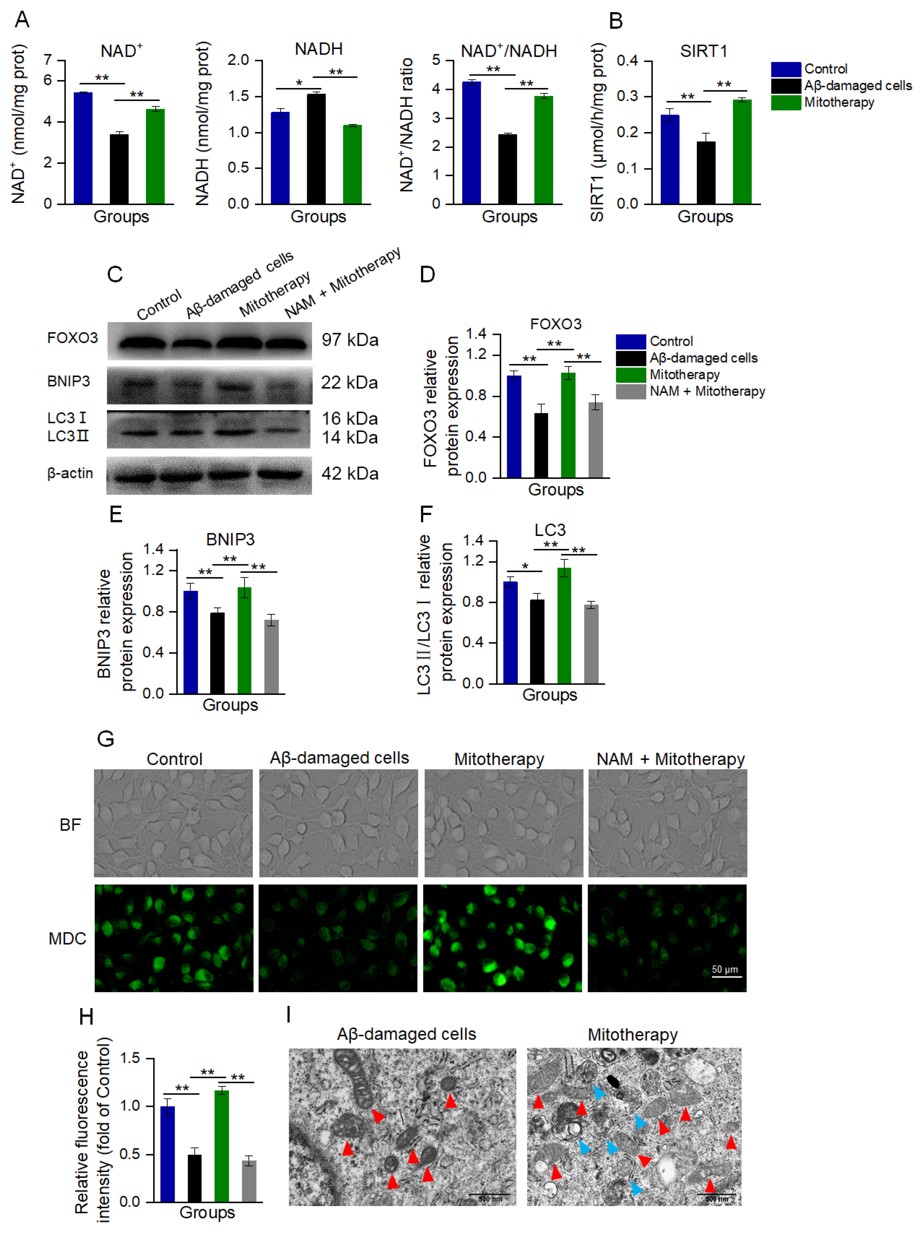 Antioxidants 12 02006 g005