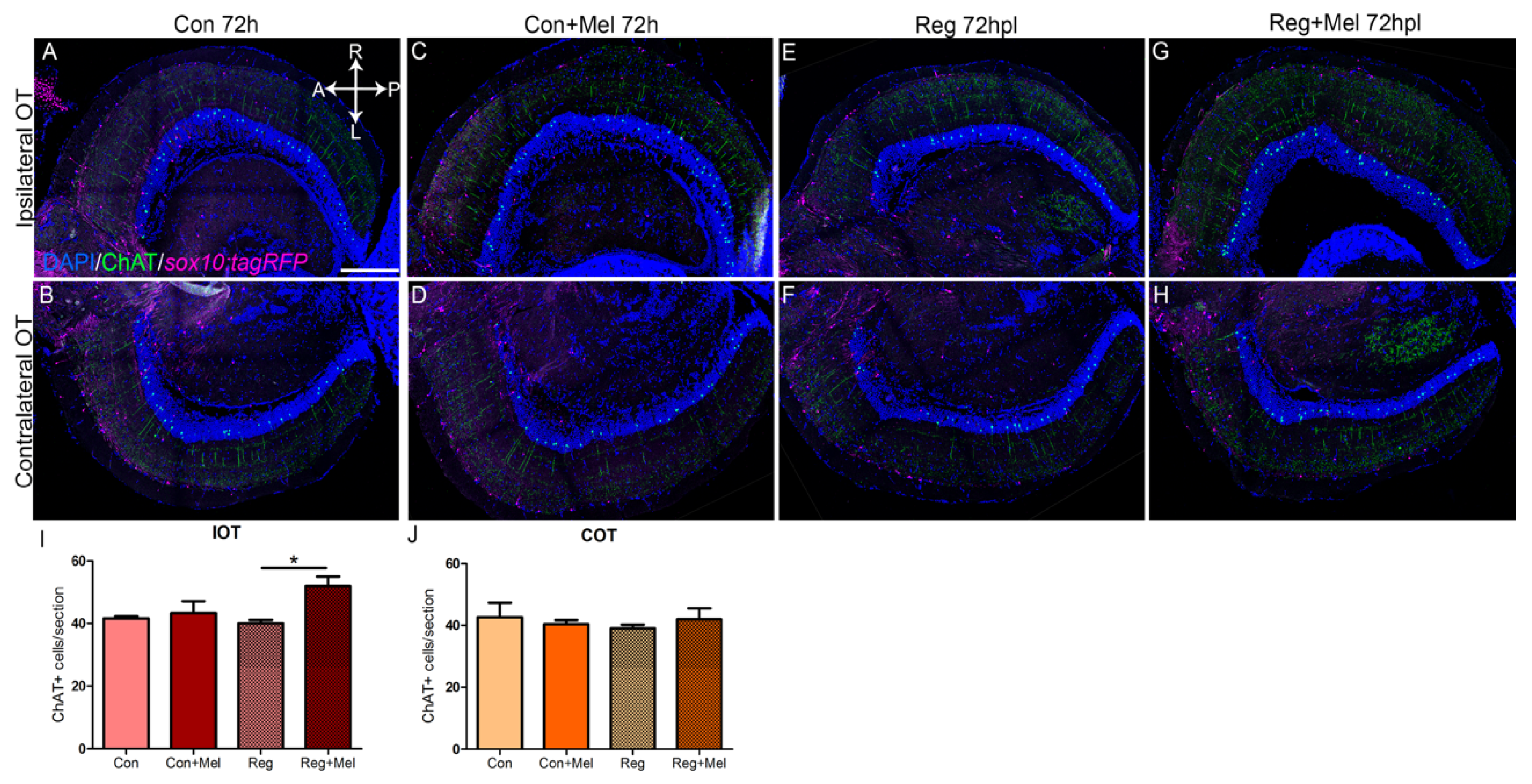 Antioxidants 12 02026 g005