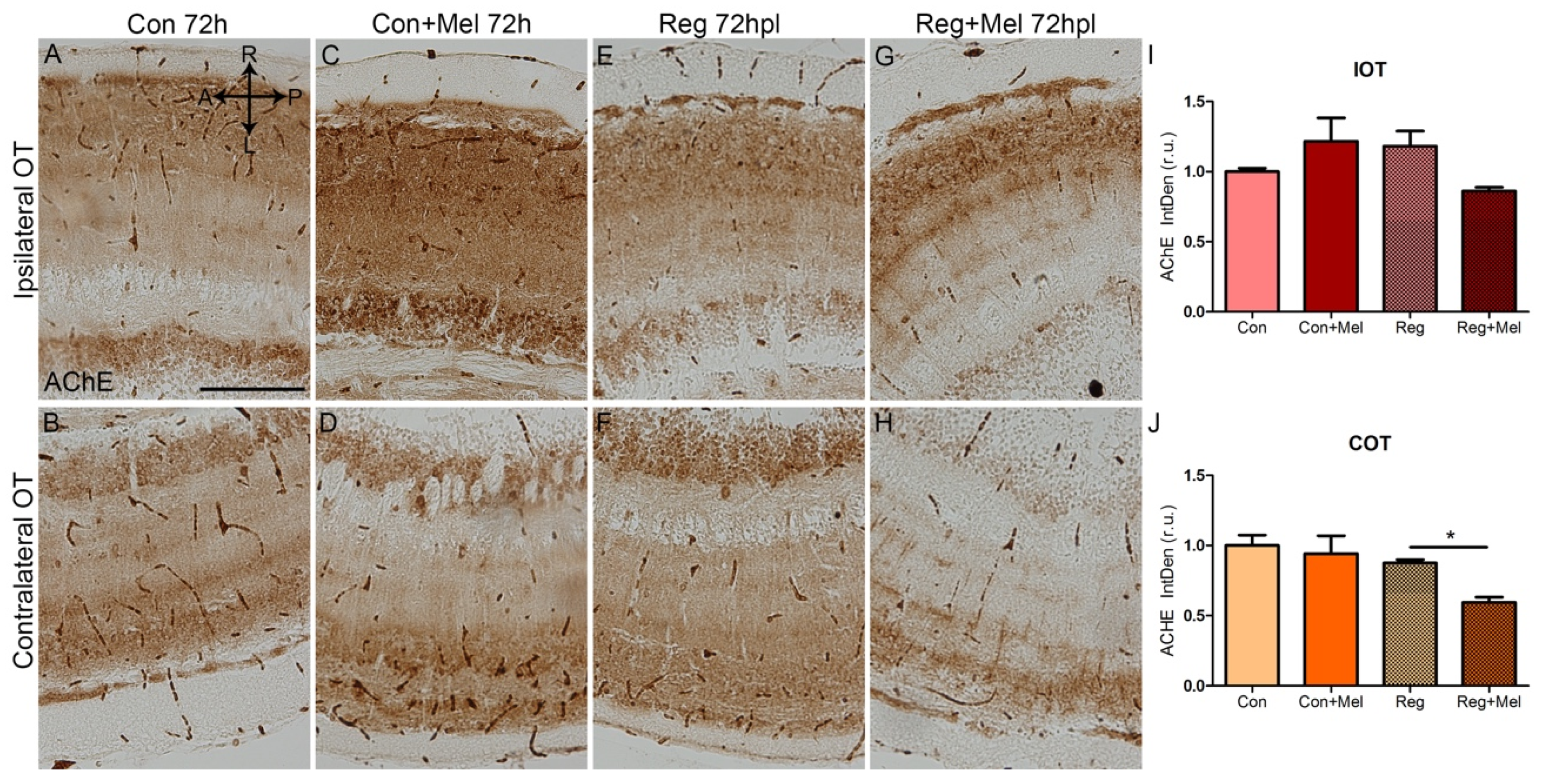 Antioxidants 12 02026 g006