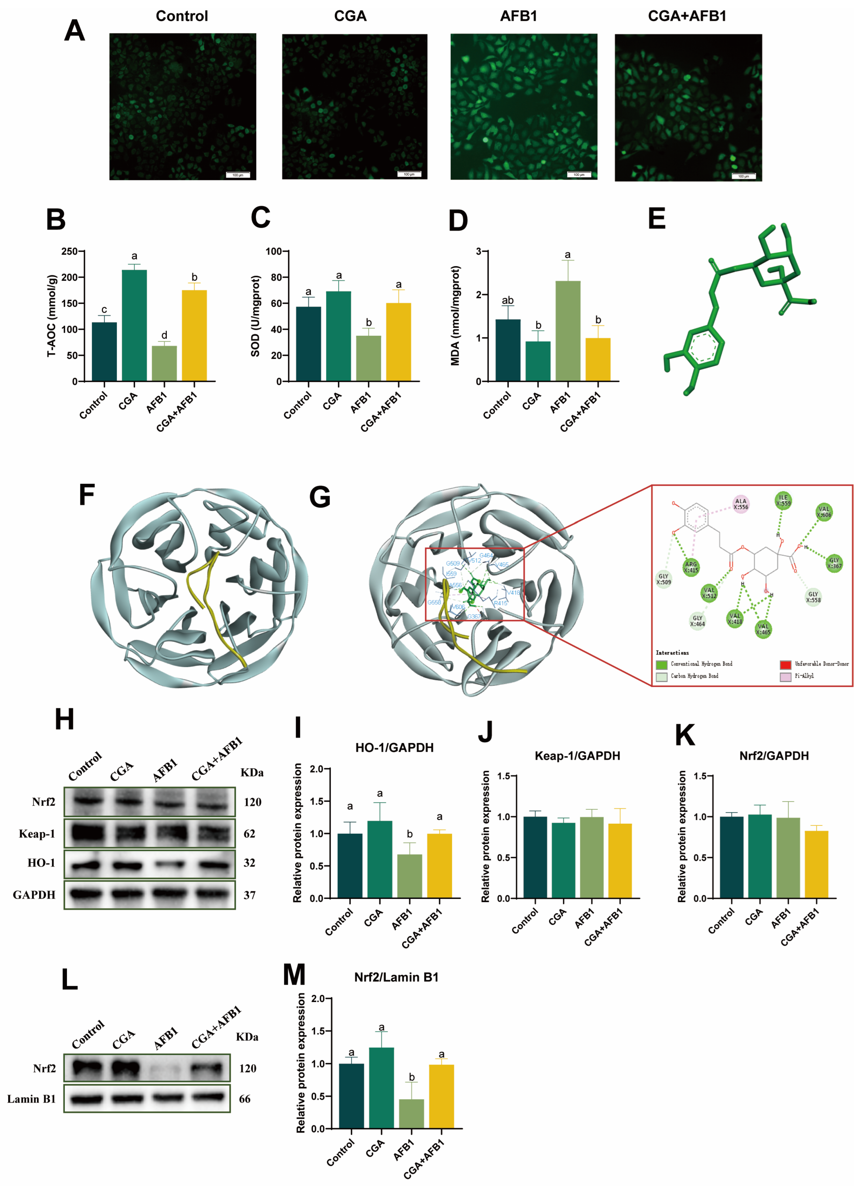 Antioxidants 12 02027 g003 Antioxidants 12 02027 g003