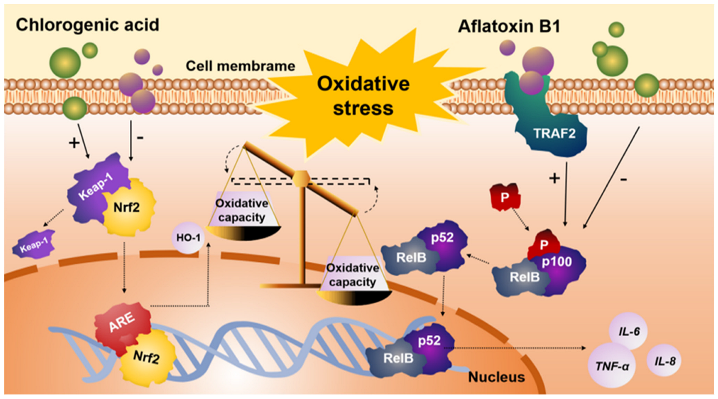 Antioxidants 12 02027 g006 Antioxidants 12 02027 g006