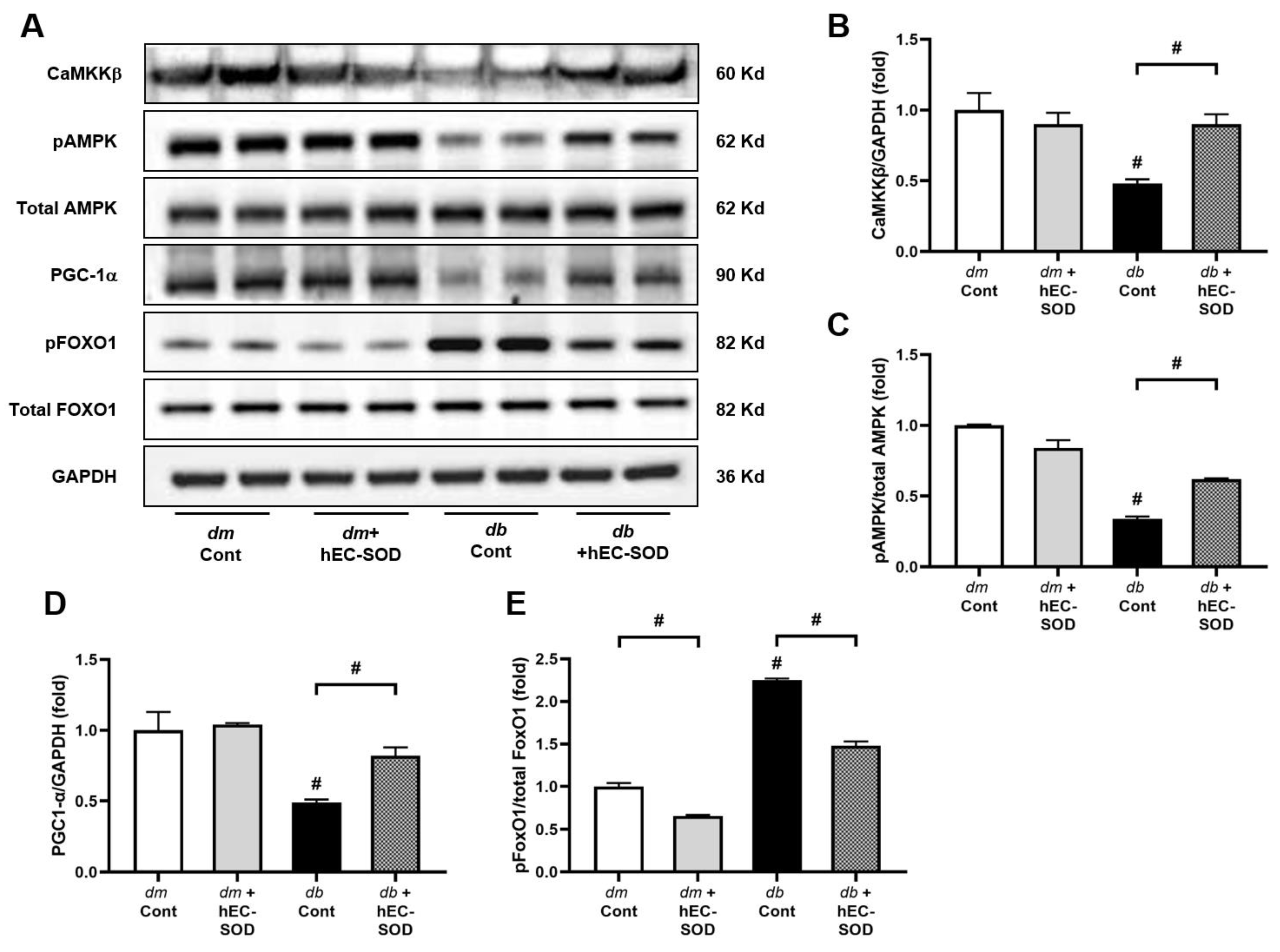 Antioxidants 12 02040 g003